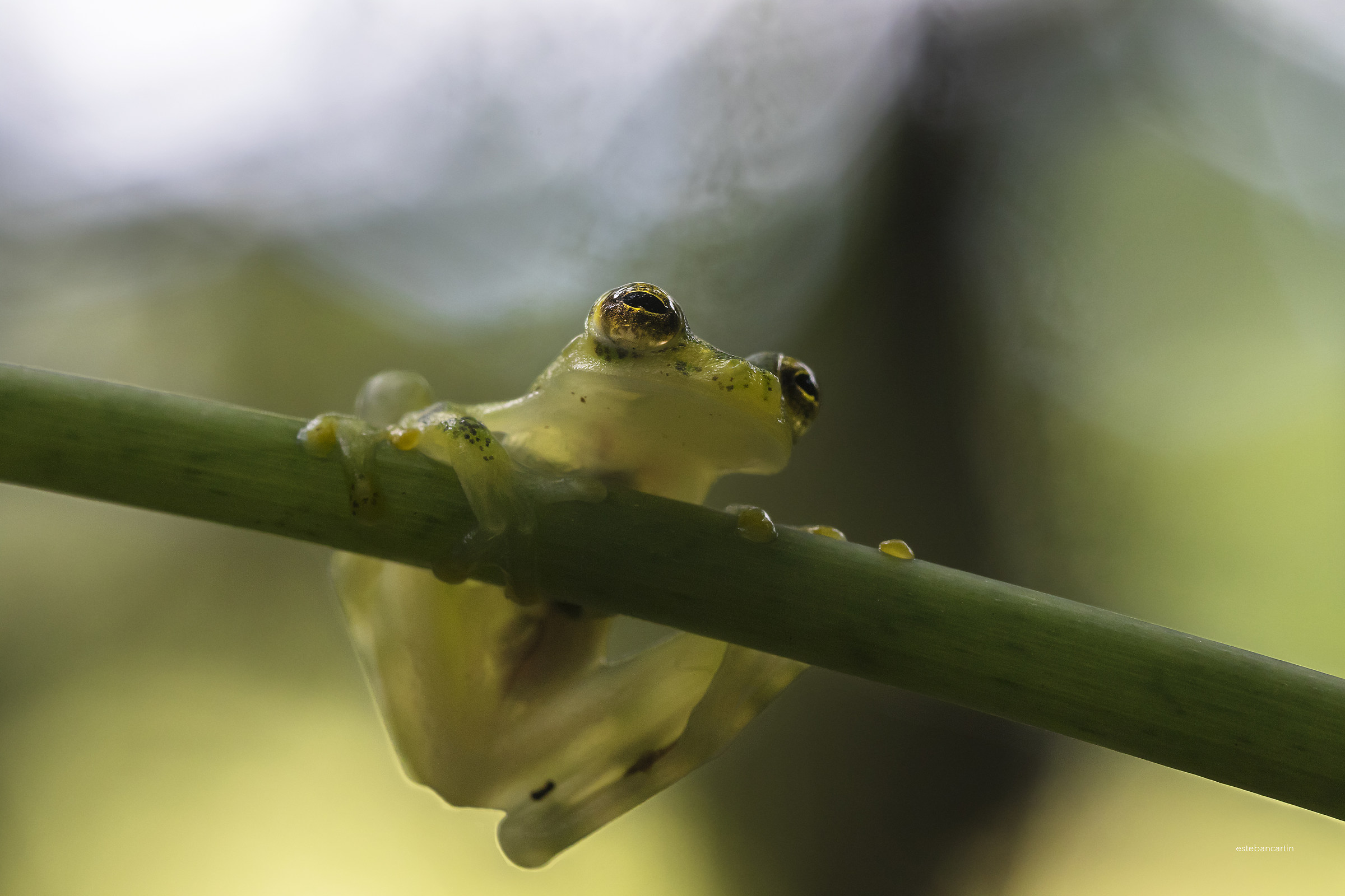 glass frog (Hyalinobatrachium valerioi)