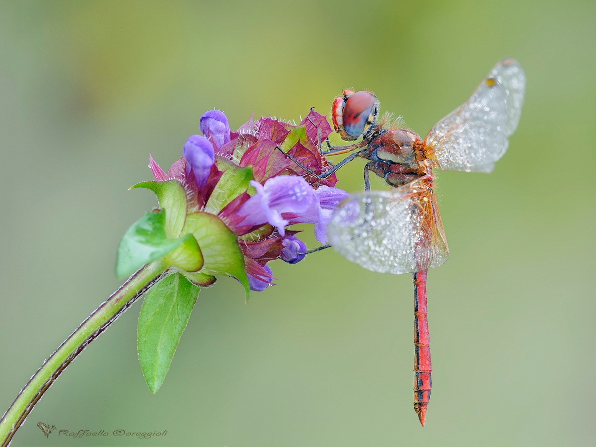 Sympetrum fonscolombii male