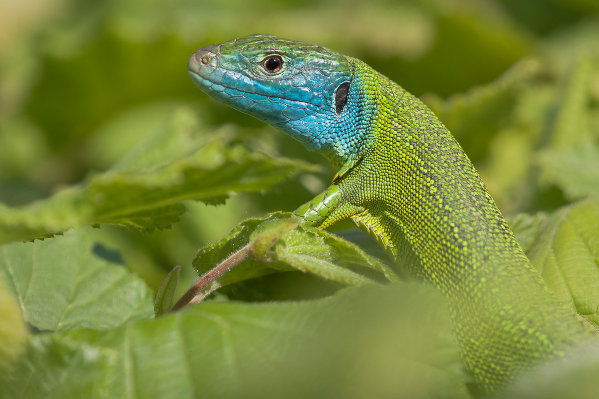 Portrait of Ramarro (Lacerta bilineata) ...