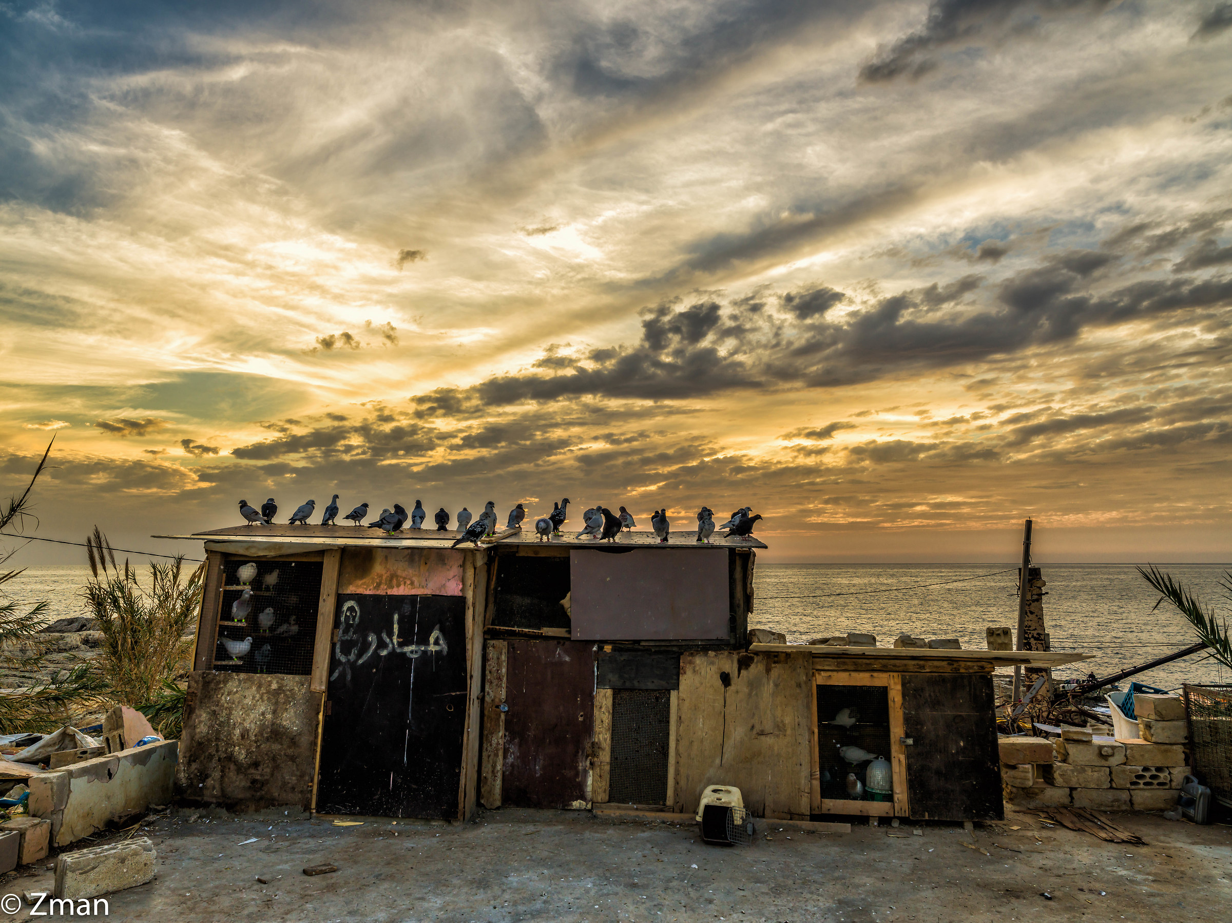Pigeons and Sunset