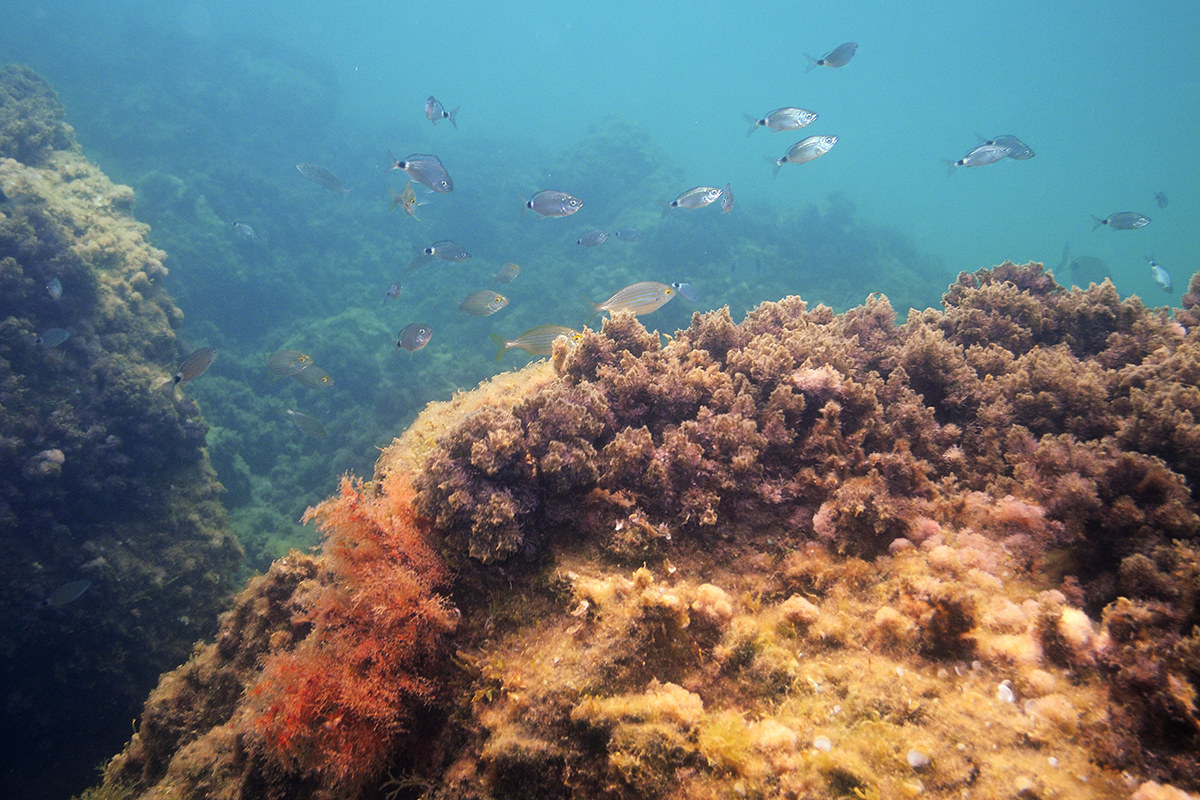 Occhiate (Oblada melanura) and Salpe (Sarpa salpa)