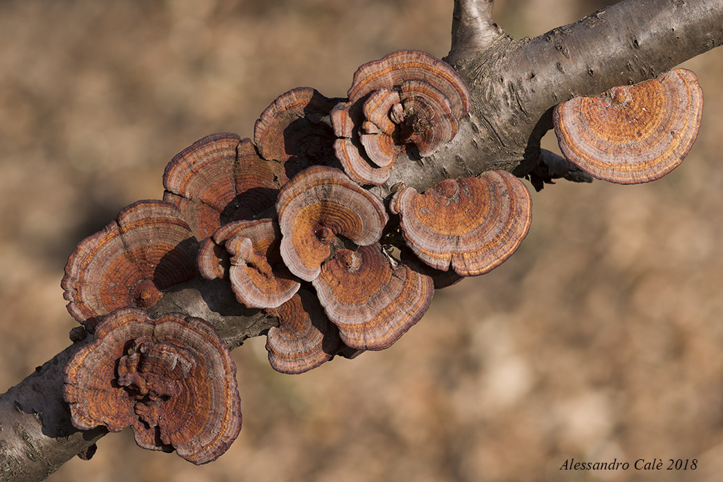 Deadaleopsis confragosa 4934