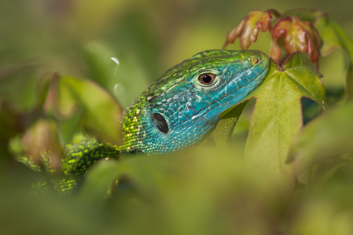 Portrait of Ramarro (Lacerta bilineata) ...