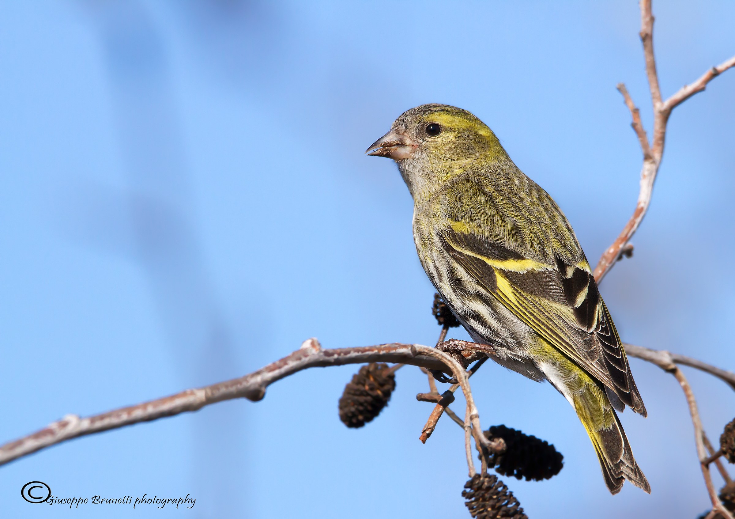 Siskin Carduelis spinus