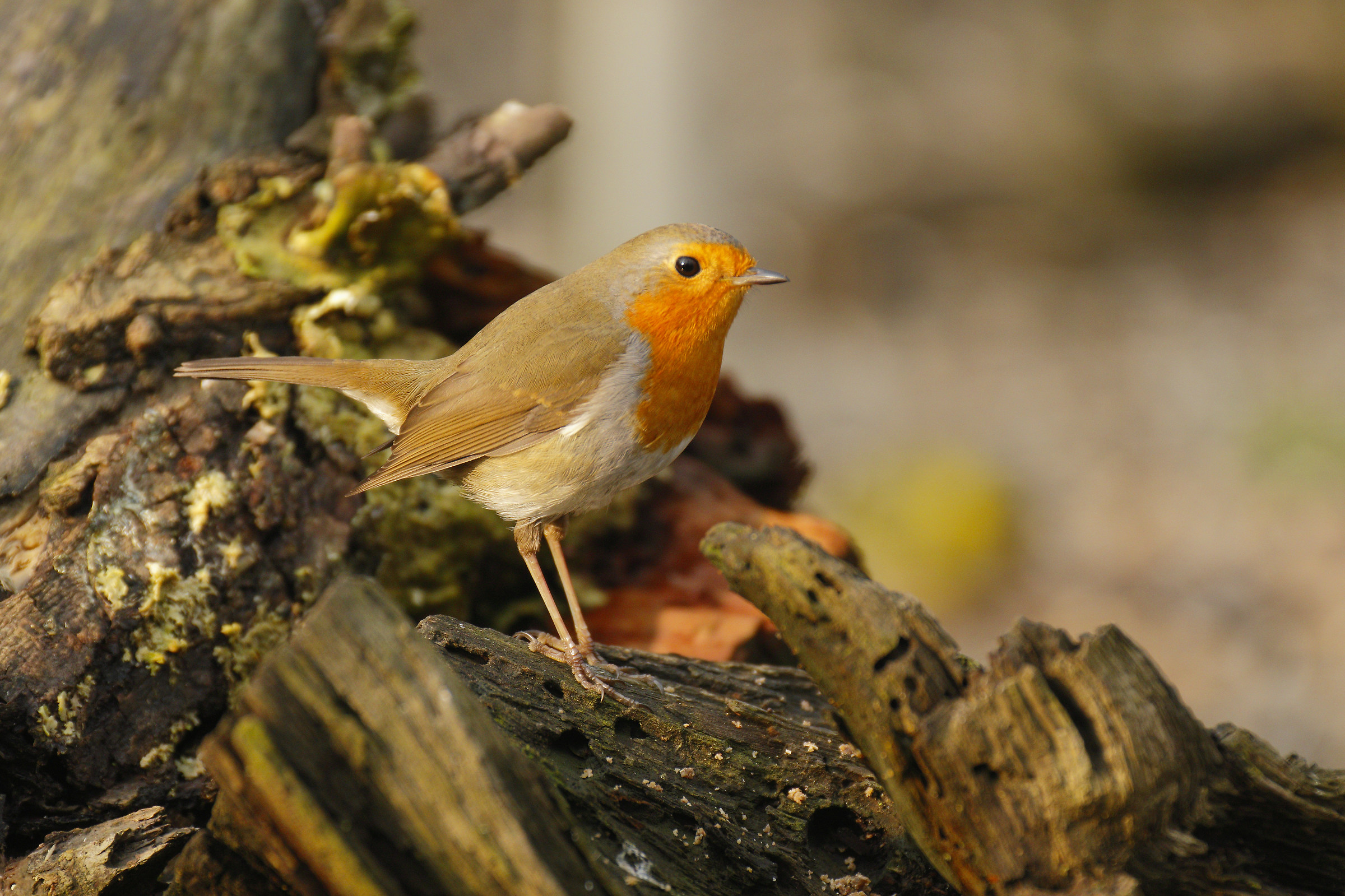Pettirosso e legni morti