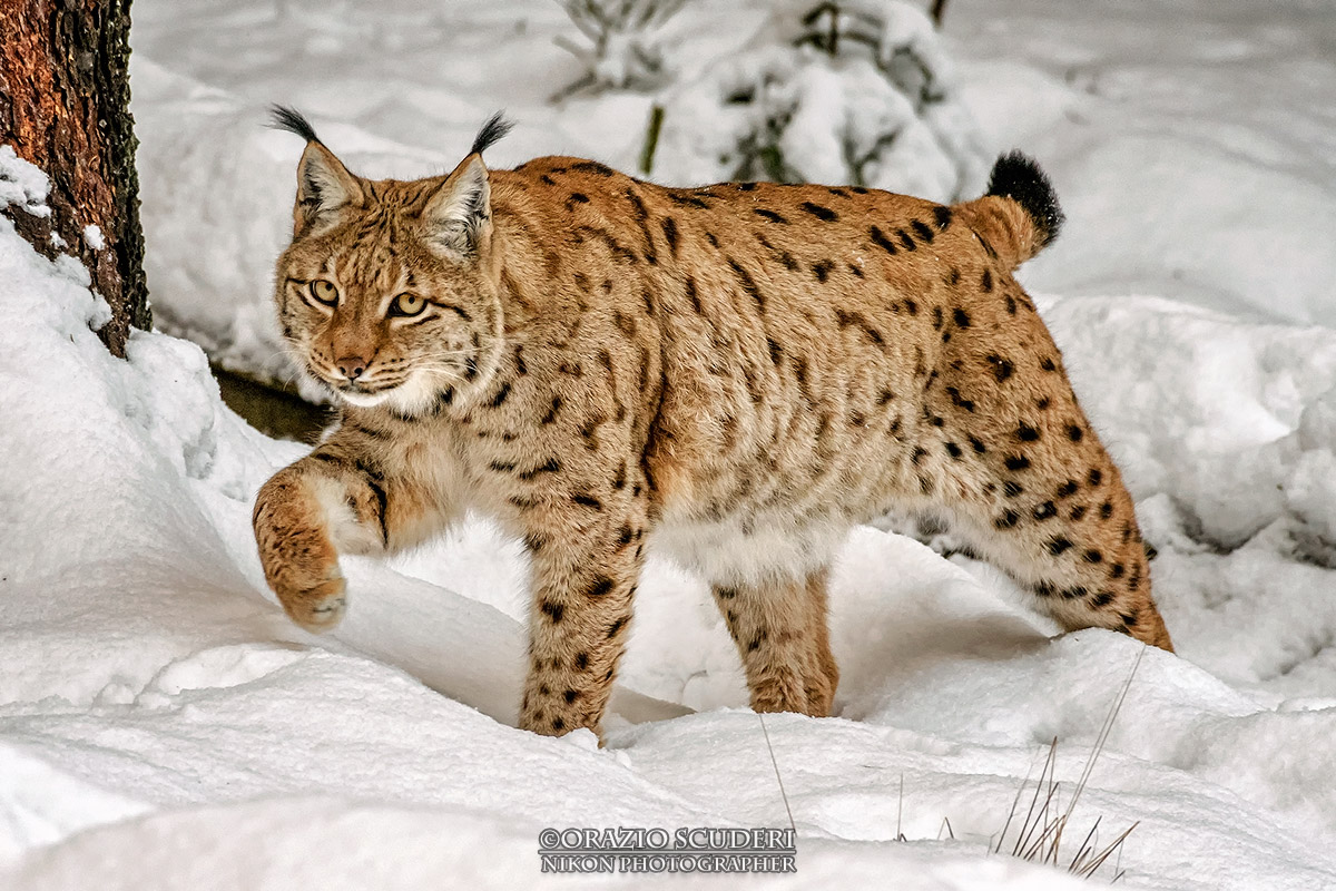 Lynx lynx