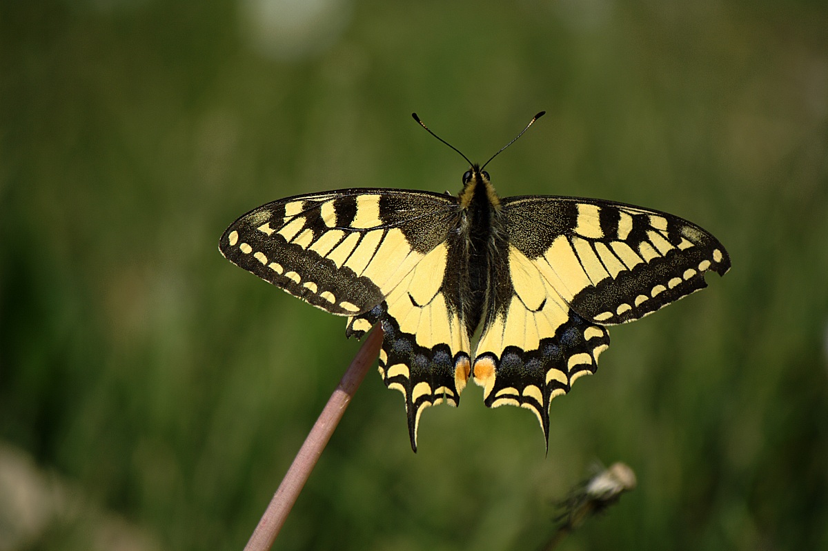 Papilio machaon