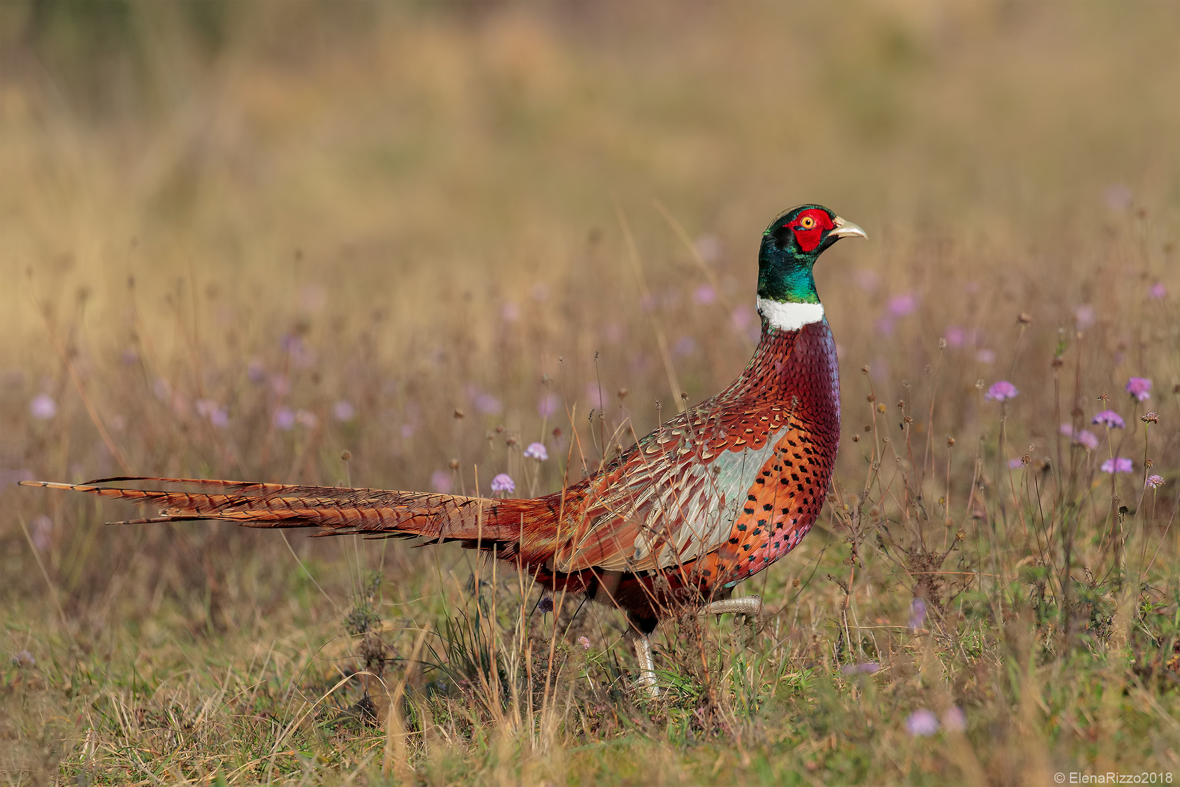 Common pheasant