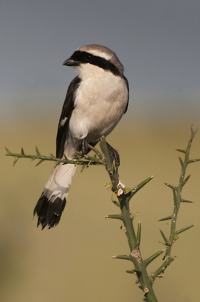 Shrike - Tanzania Serengeti