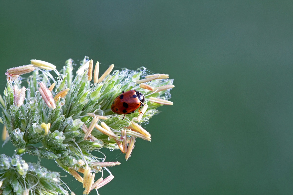 The last ladybug before winter