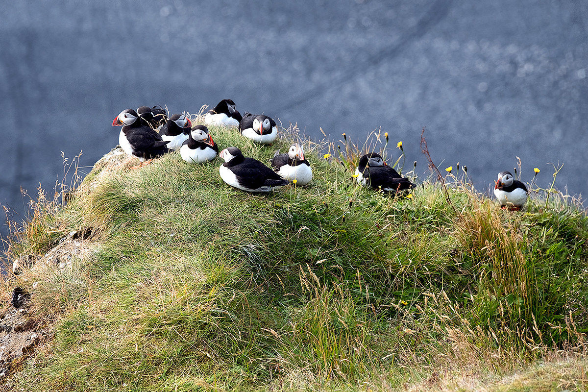 Dyrholey, Puffins Home