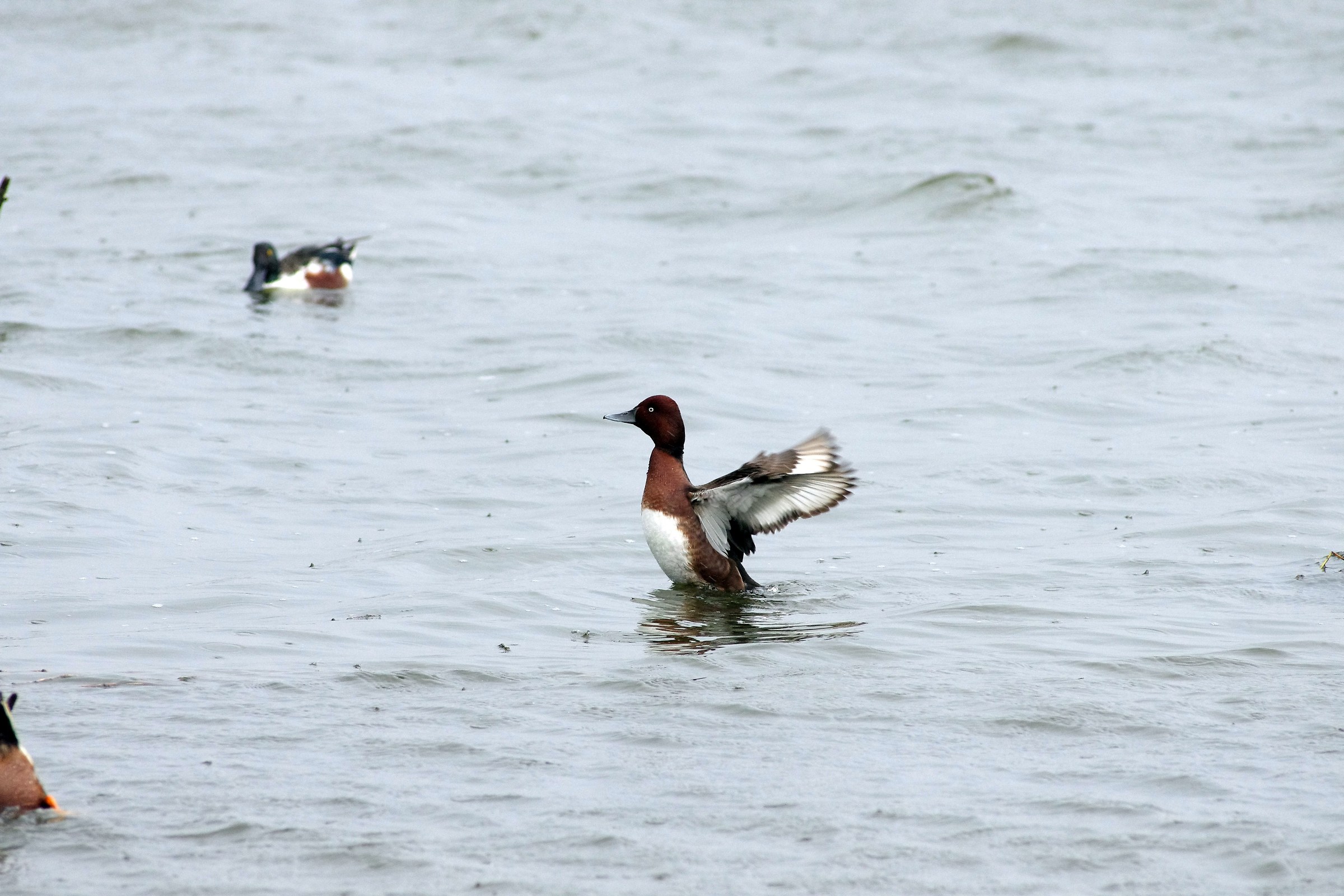 Ferruginous Duck