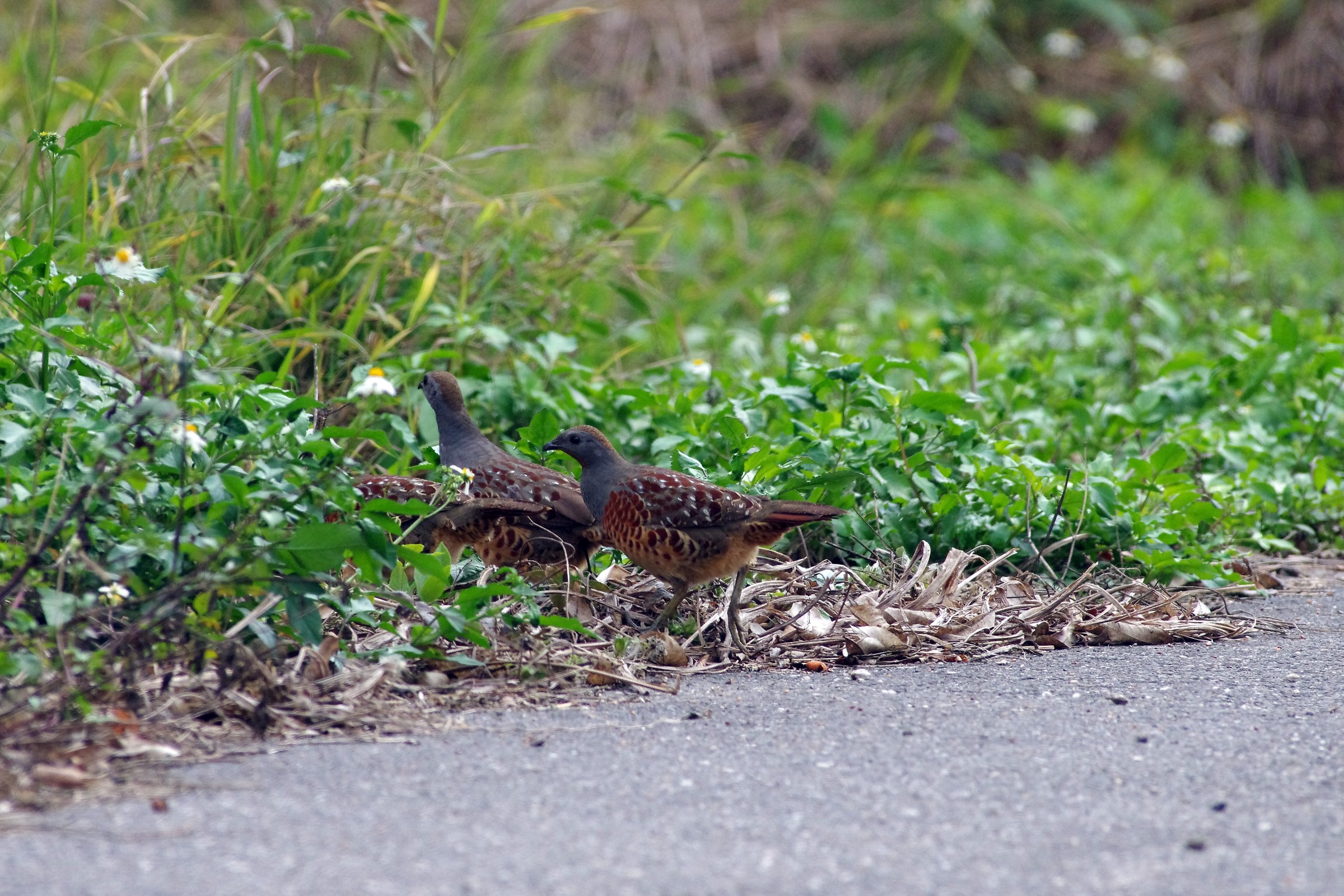 Chinese Bamboo-Partridge