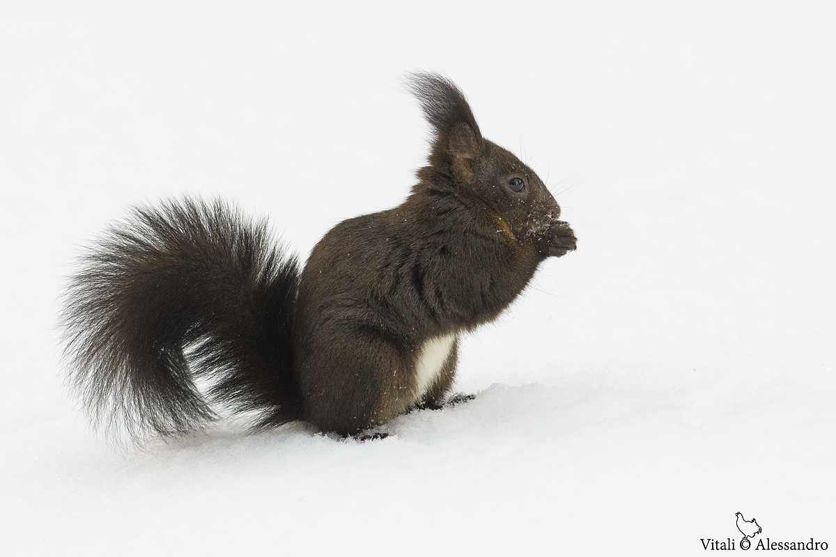 Scoiattolo...