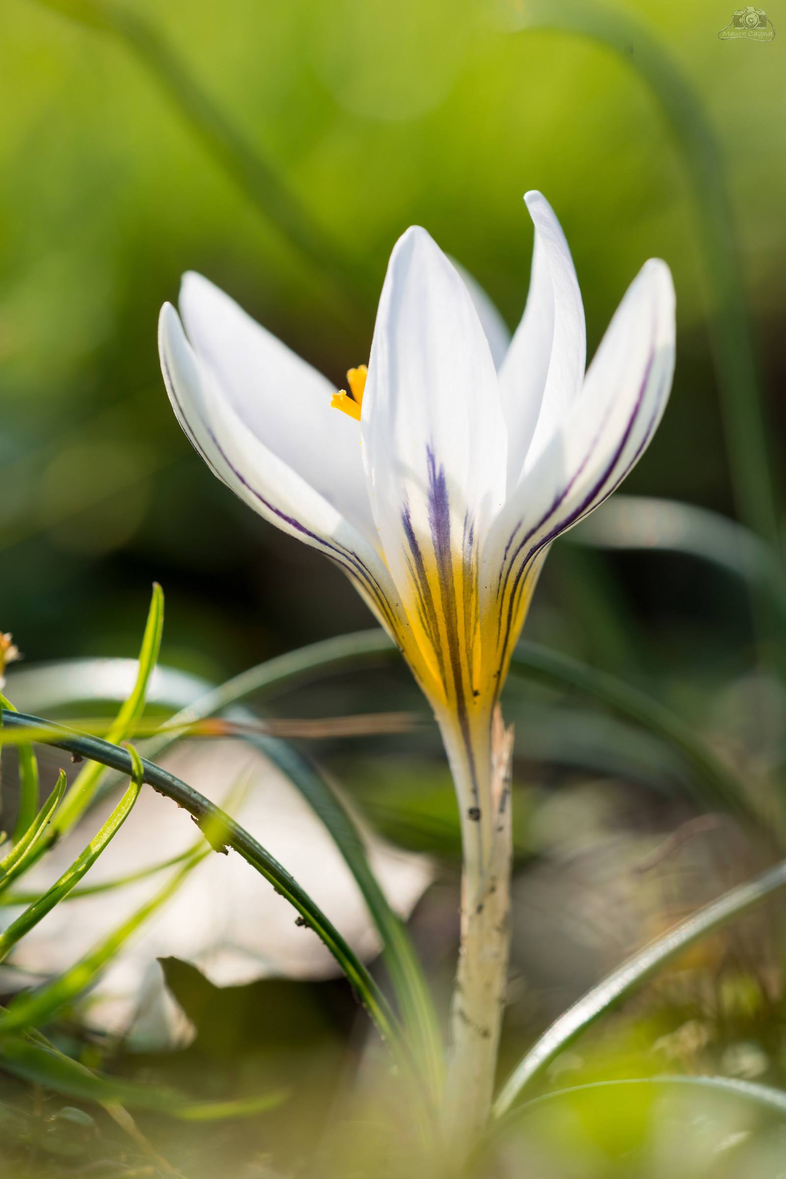 Il primo crocus della stagione