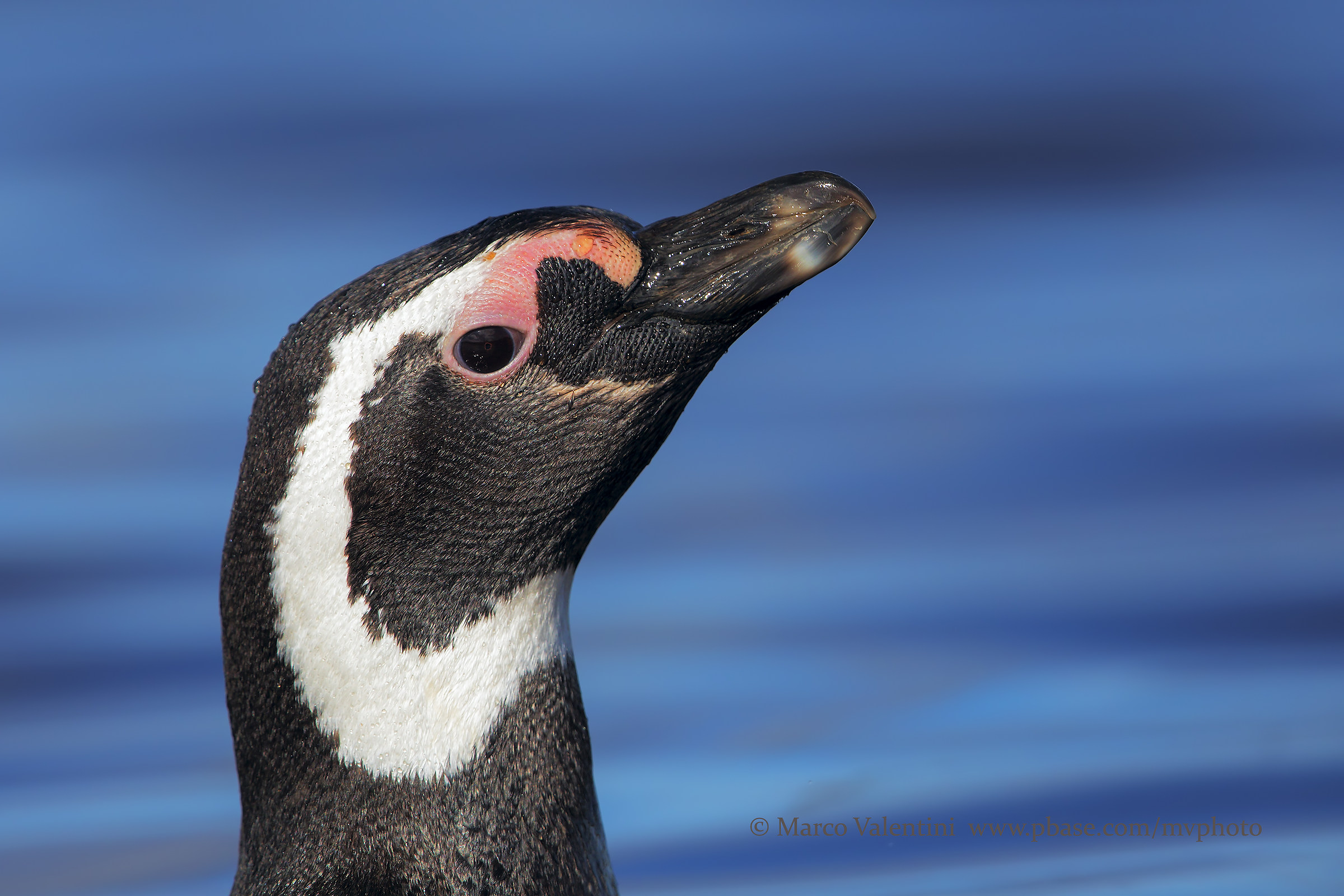 Magellanic penguin - portrait