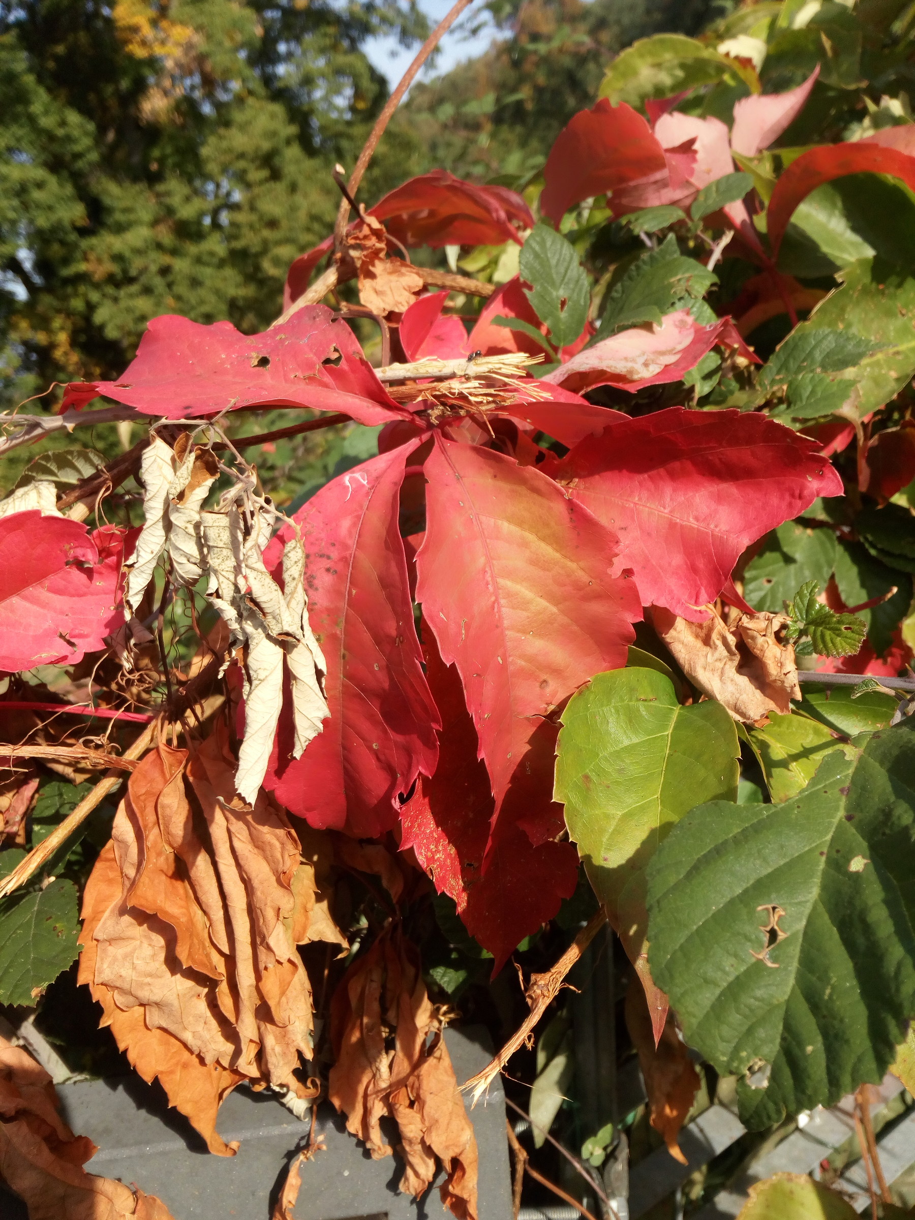 Autumn at Lake Orta