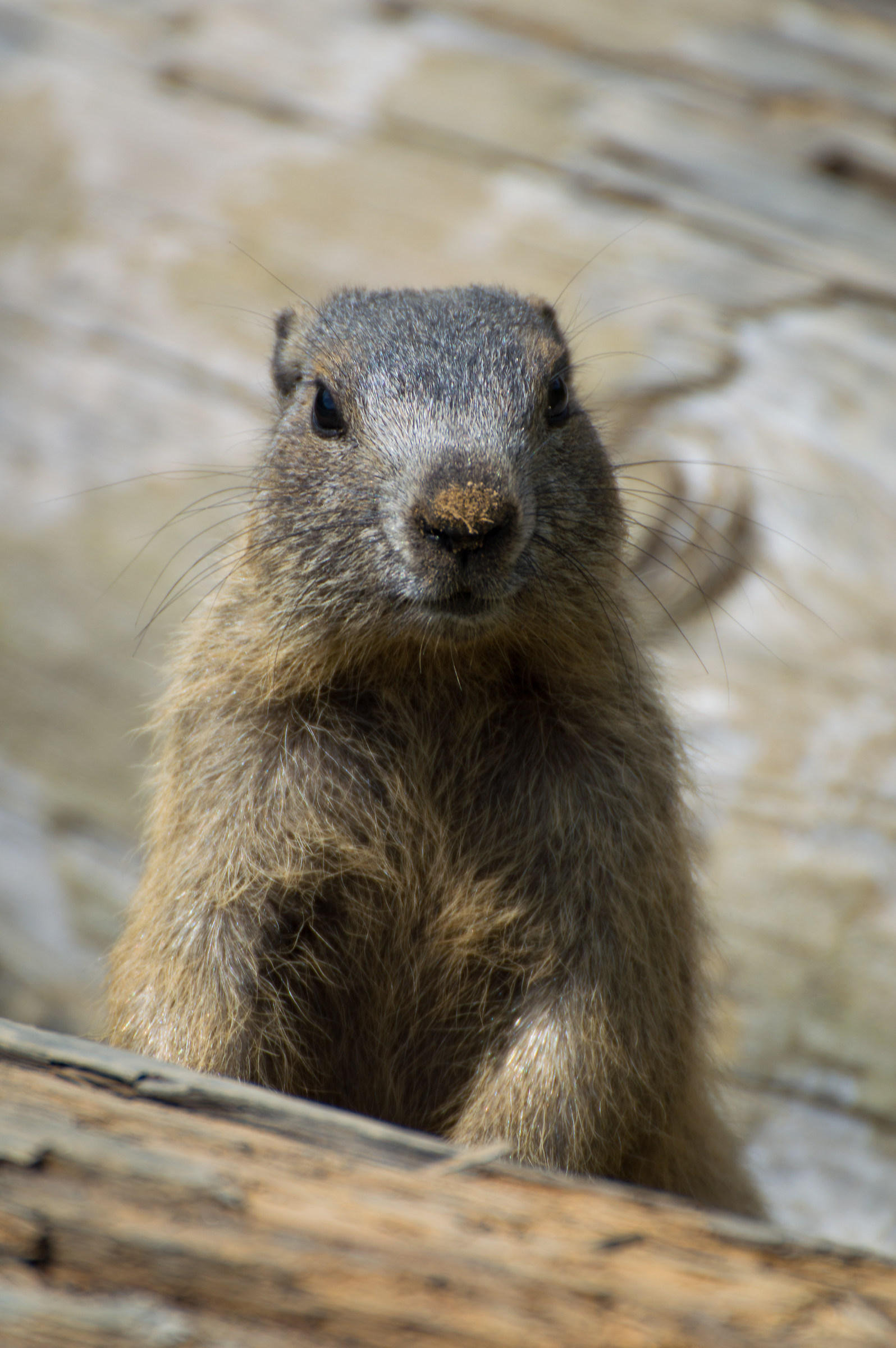 The camouflage marmot