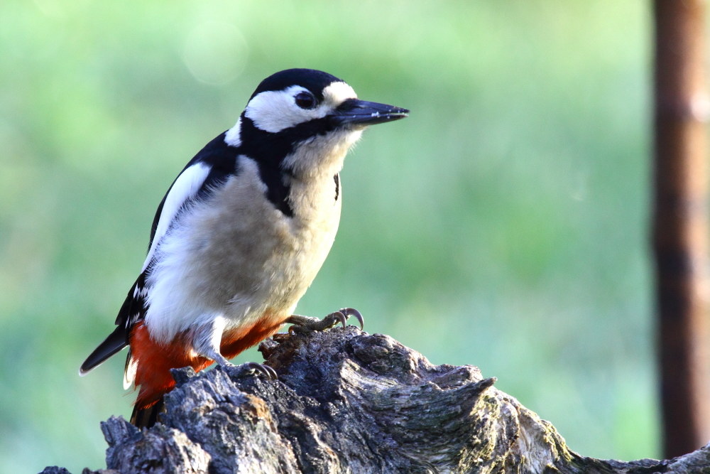 Picchio rosso maggiore (Dendrocopos Major)