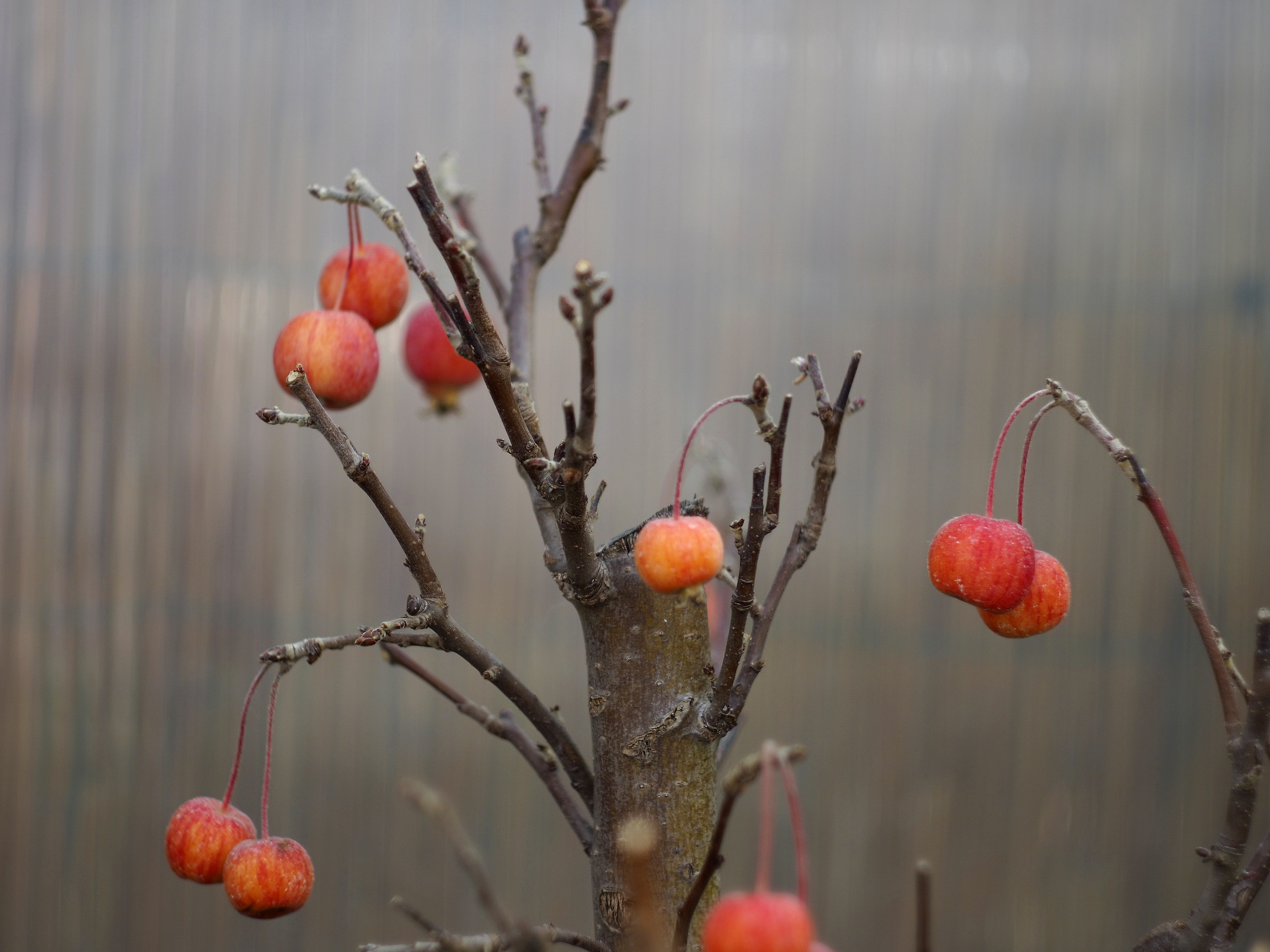 Helios 44-2 «zebra»