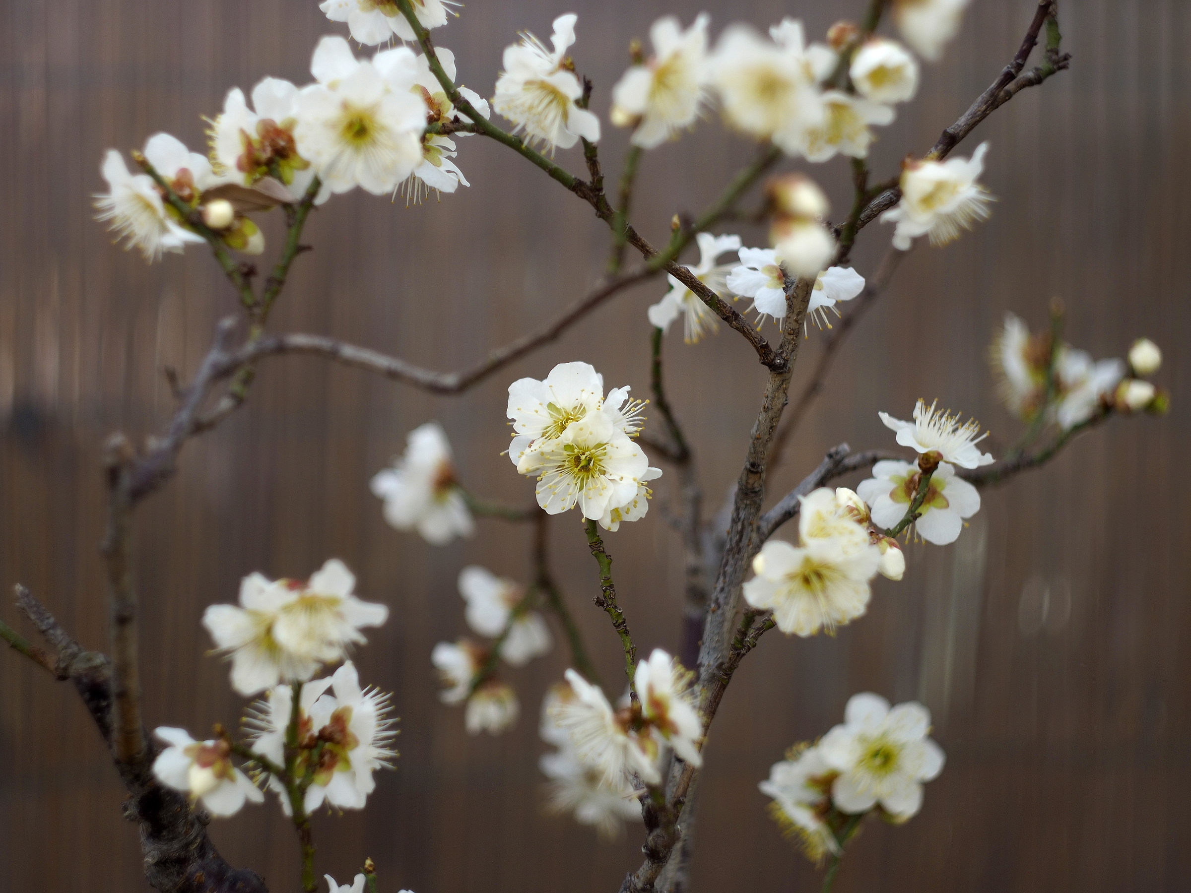 Helios 44-2 «zebra»