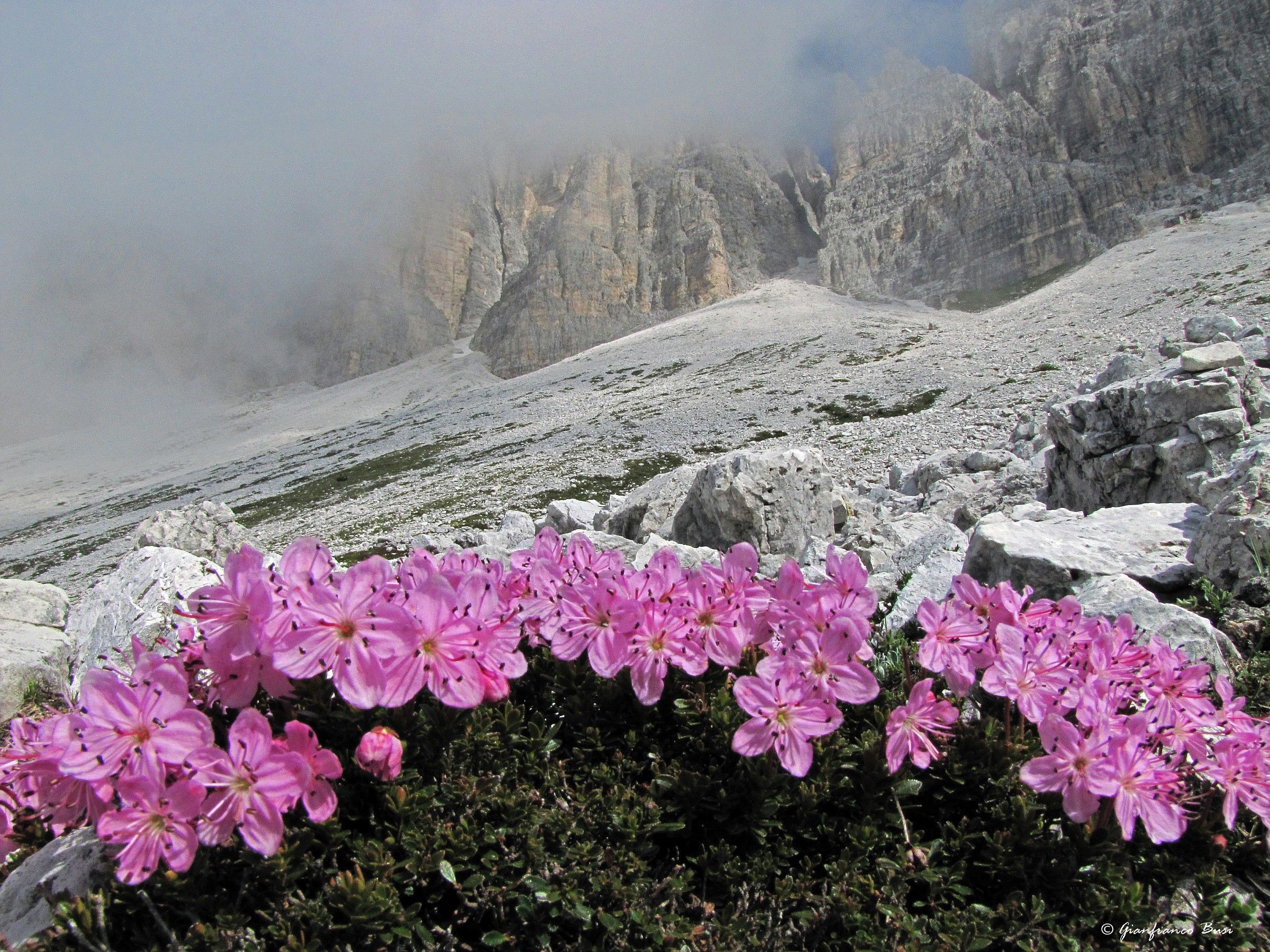 rhodothamnus chamaecistus