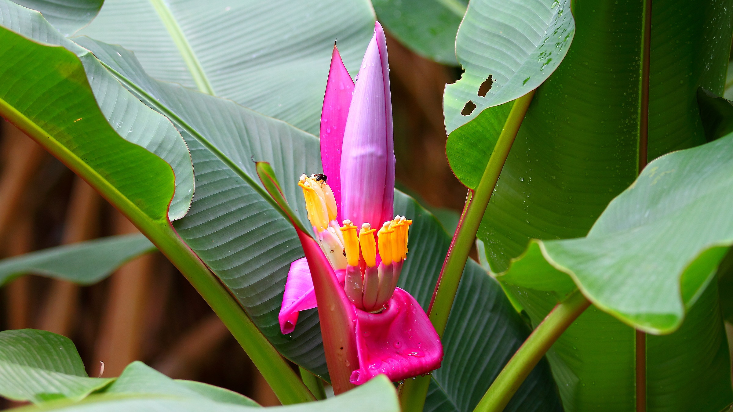 Fiore del Banano, Costa Rica