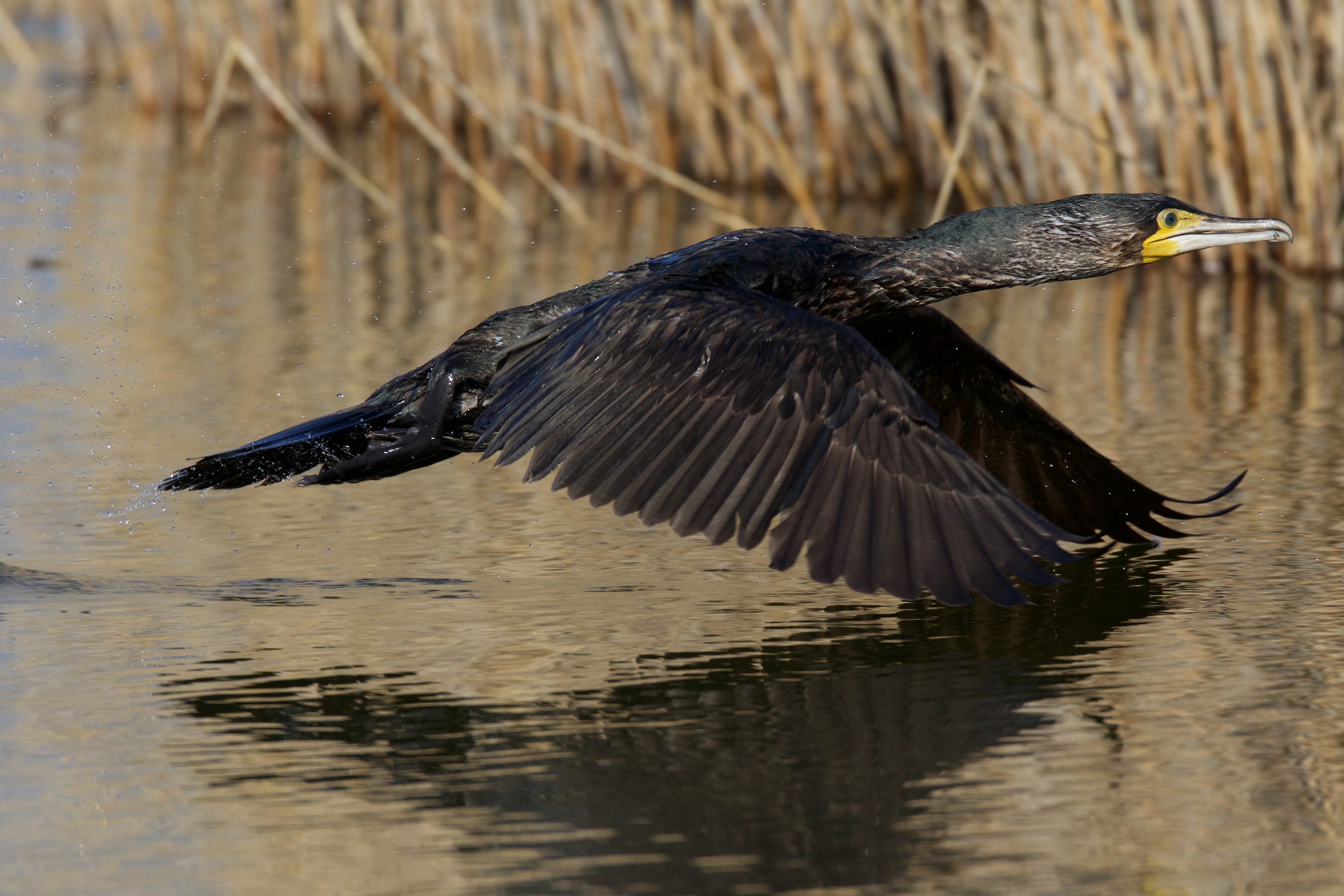 cormorant at the start
