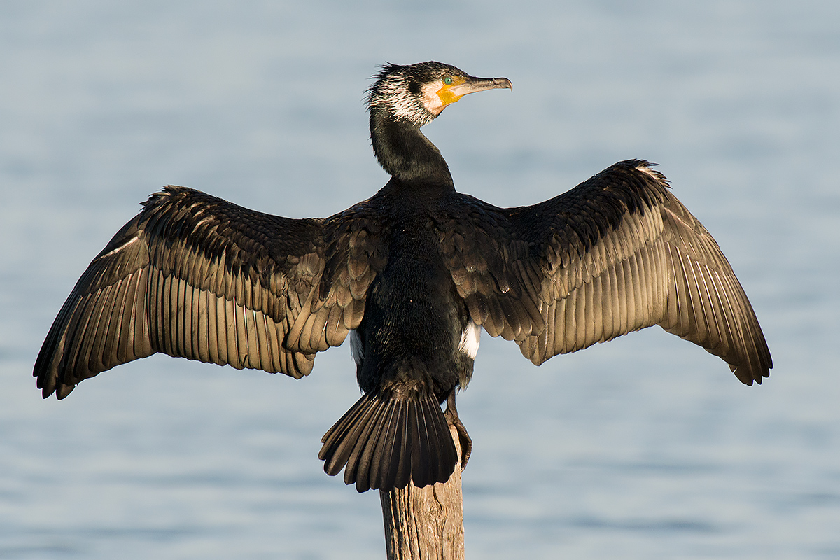 Cormorano comune