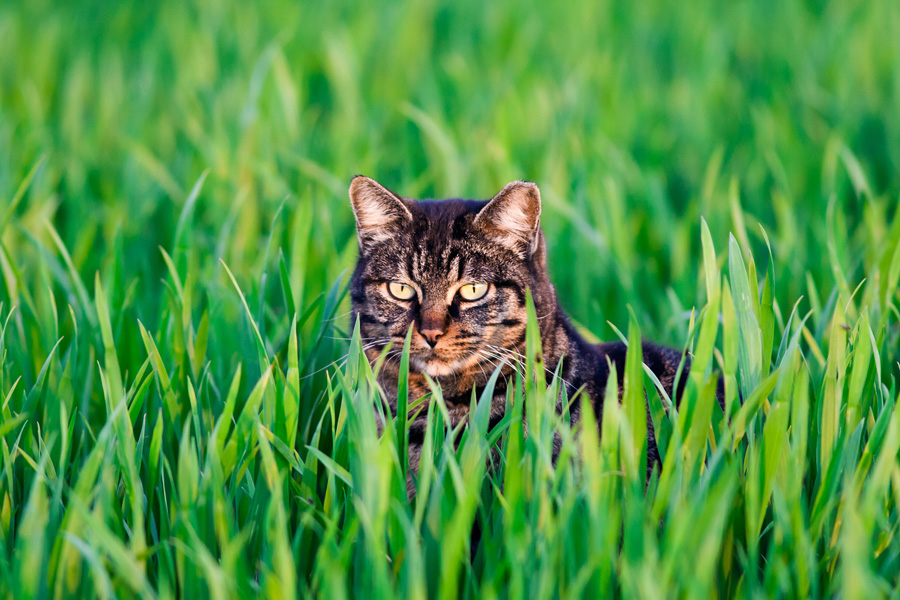 Spaurosa in the field of wheat