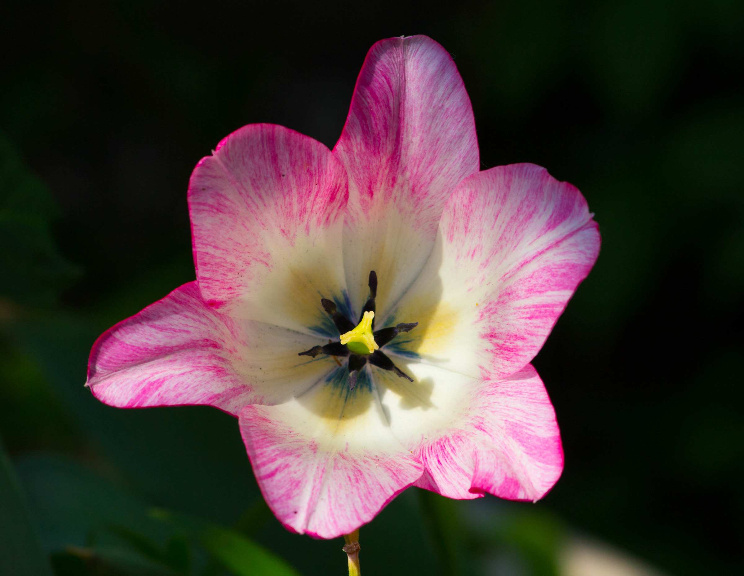 The flower of my neighbor