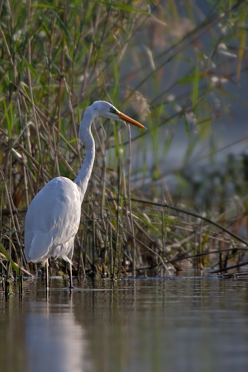 Airone Bianco Maggiore (Ardea Alba)