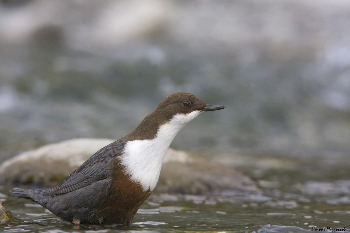 Merlo Acquaiolo - Cinlus Cinlus