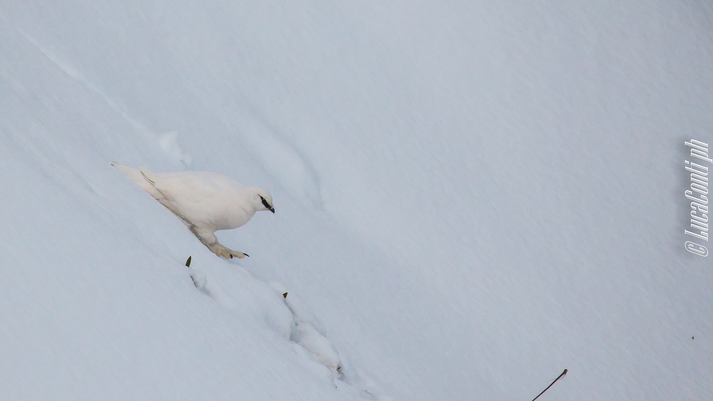Maschio di Pernice bianca