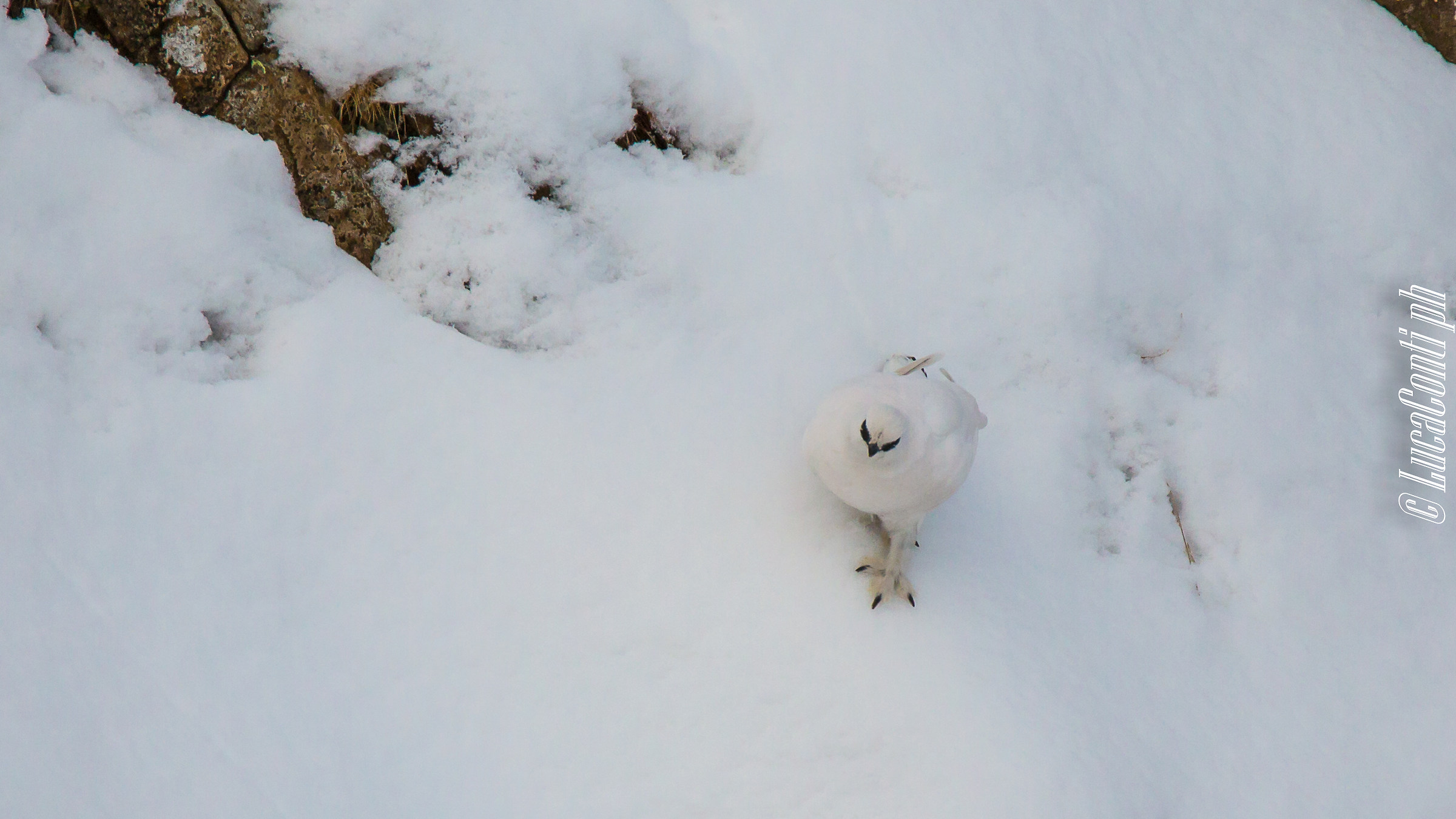 Maschio di Pernice bianca