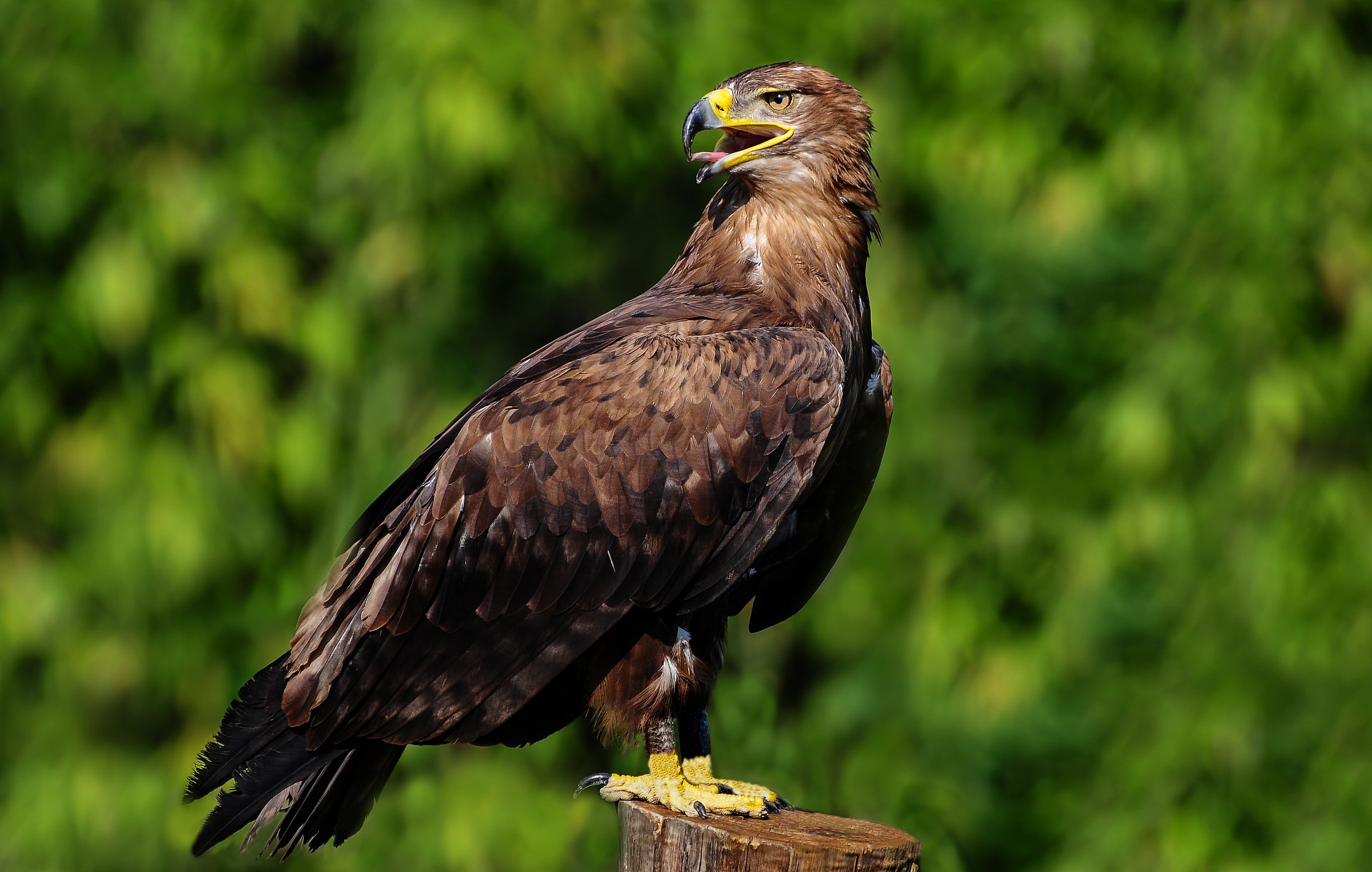 the model now is ............