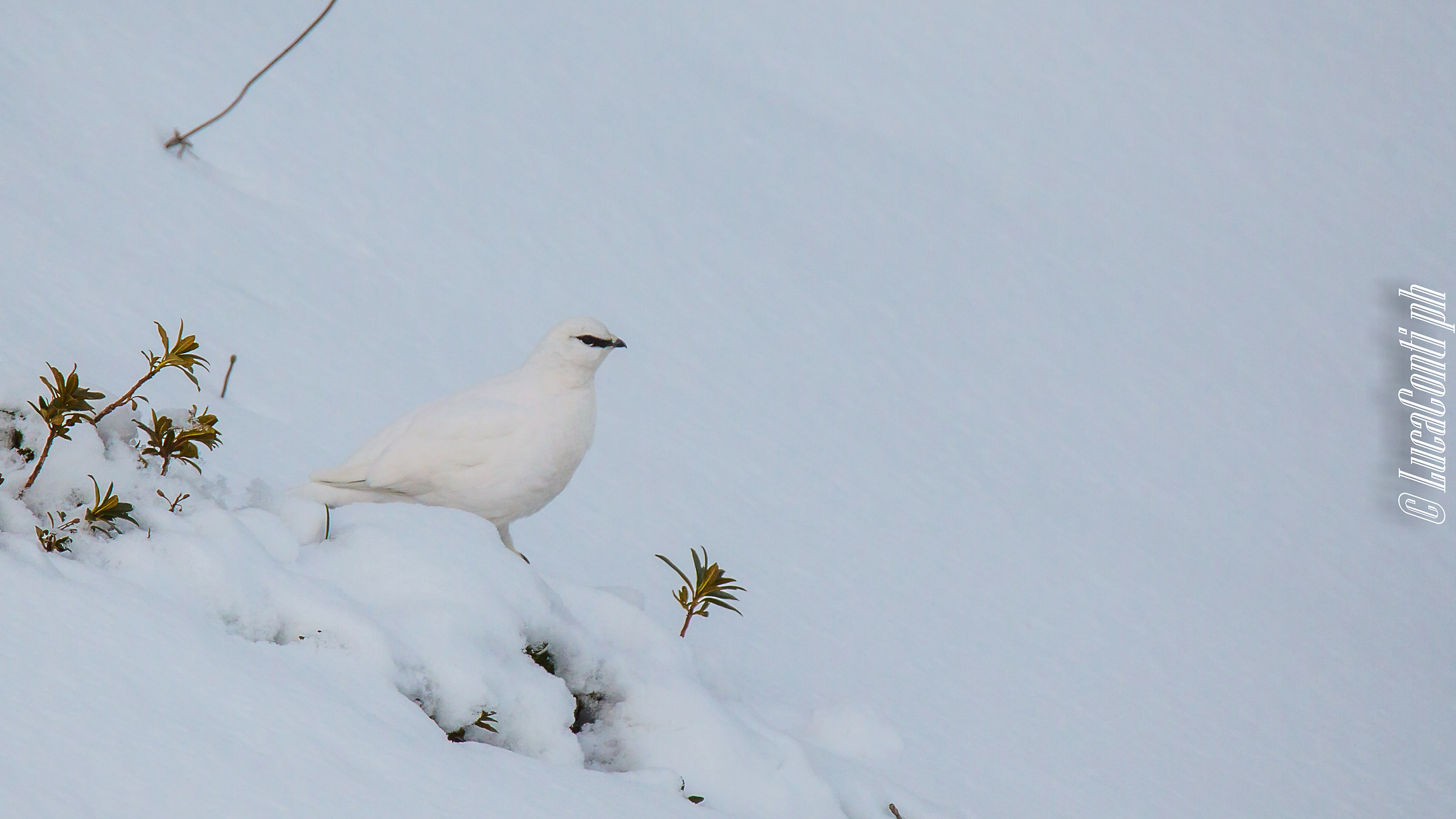Maschio di Pernice bianca
