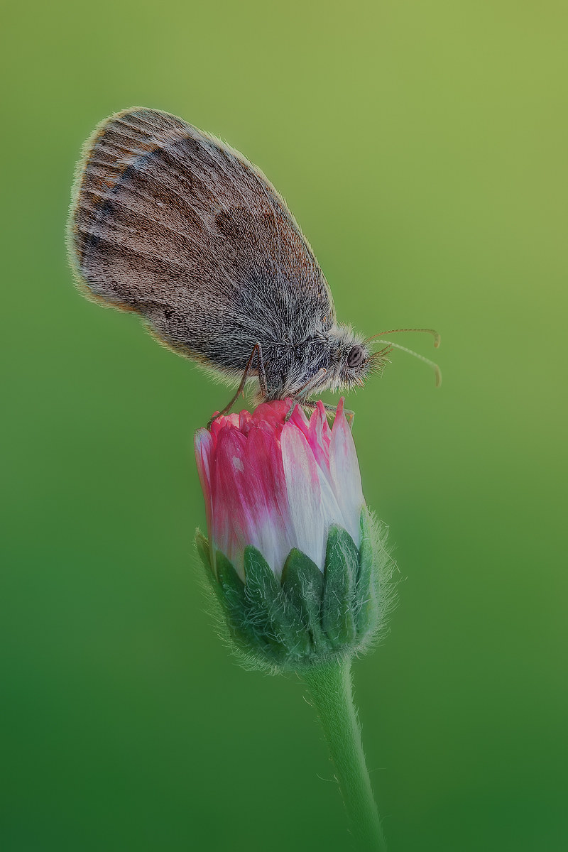 Coenonympha pamphilius
