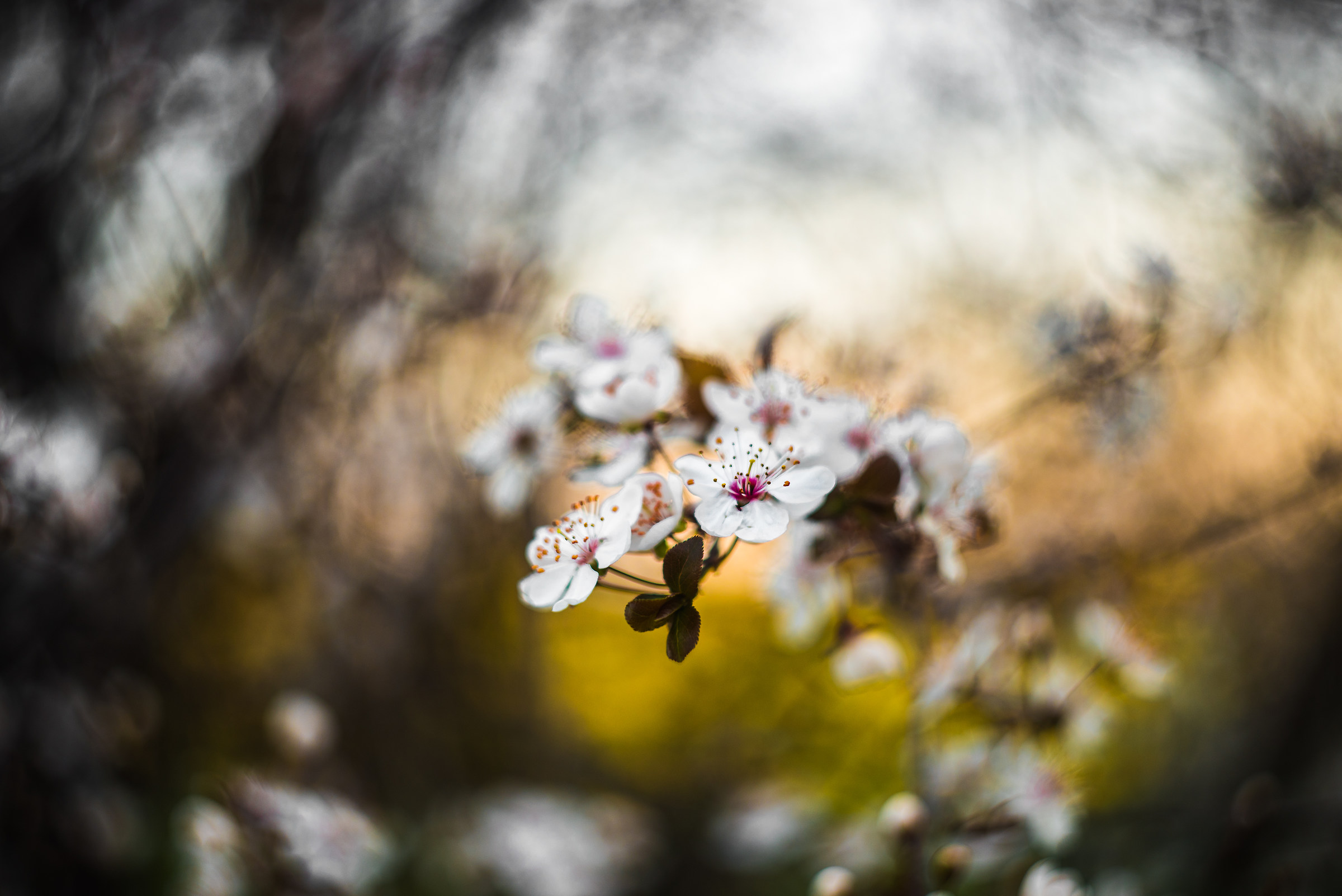 Waiting for spring ...