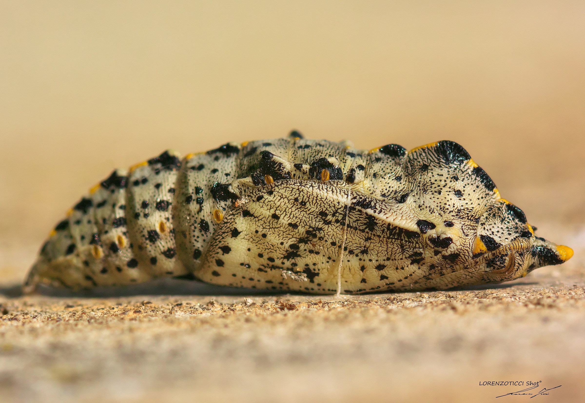 ...e farfalla diverrò