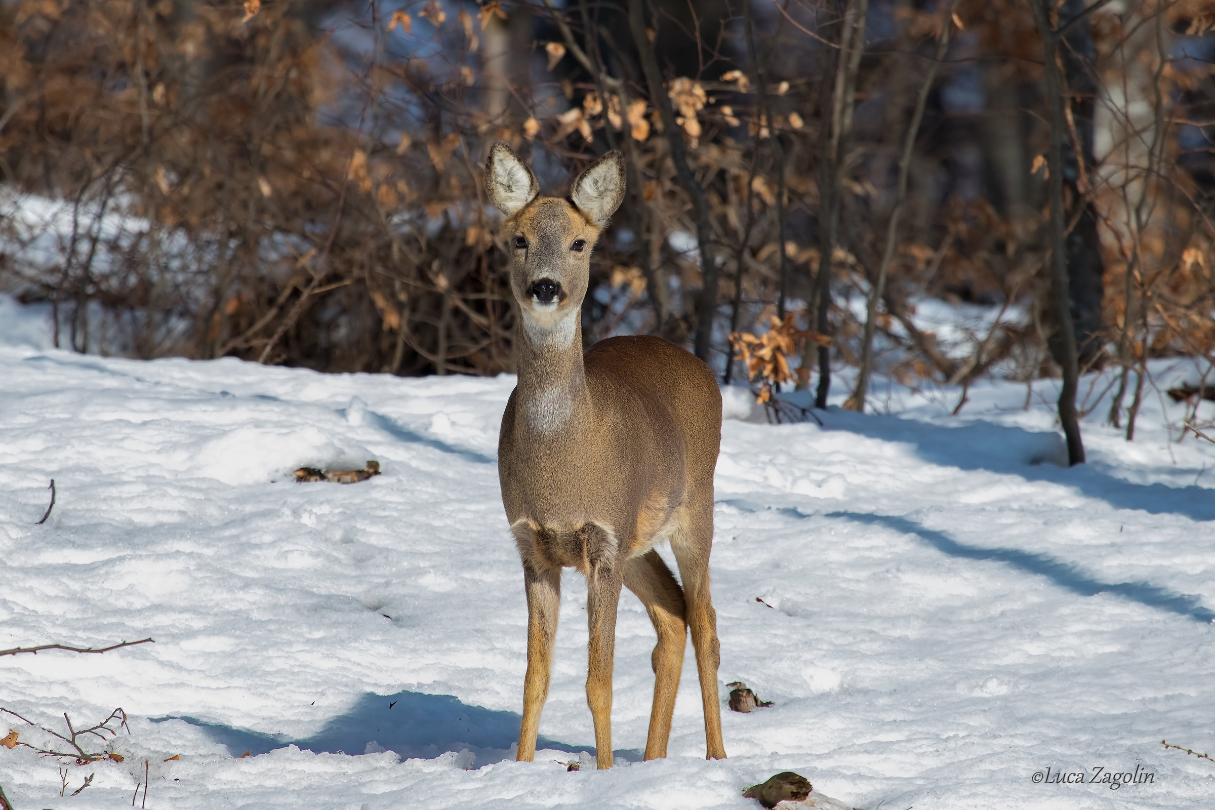 Il capriolo sulla neve