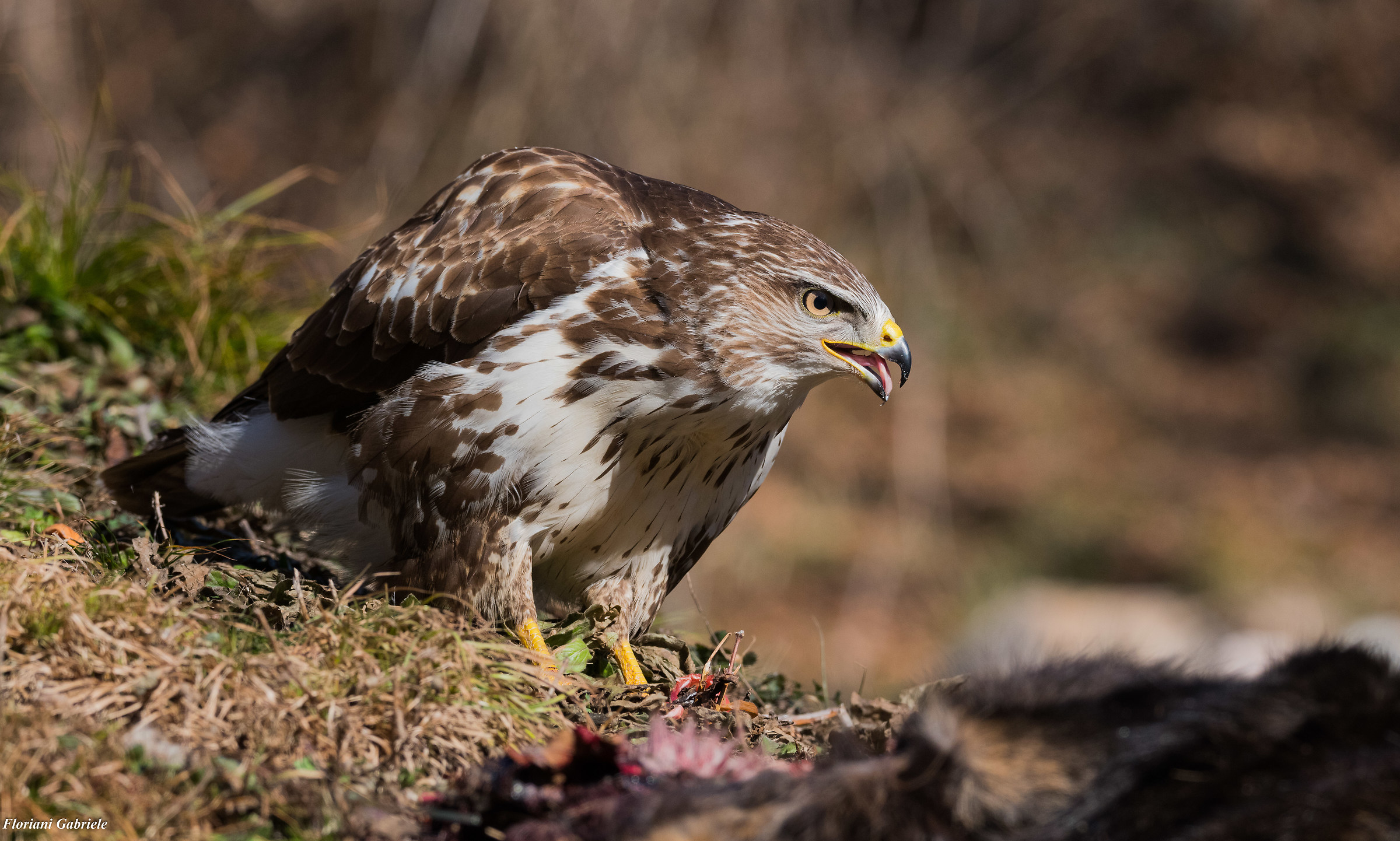 Buzzard
