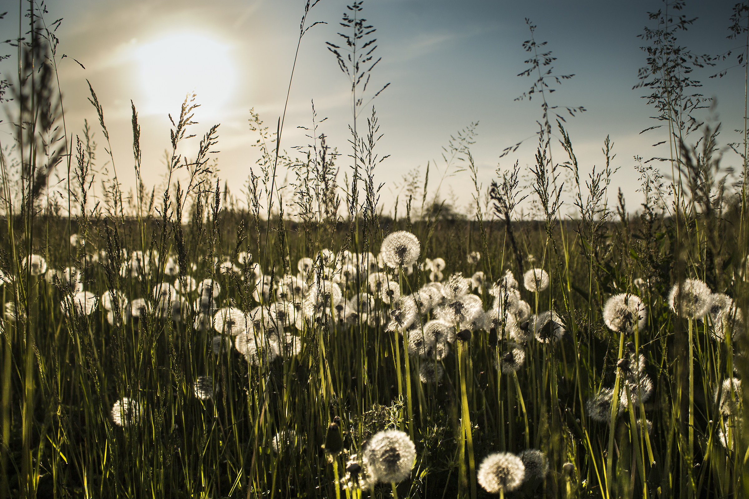A field of bubbles