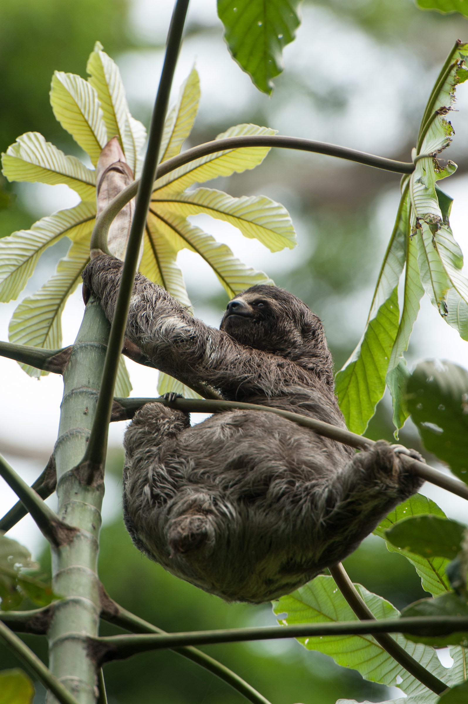 Selva Amazonica, Bradipo.