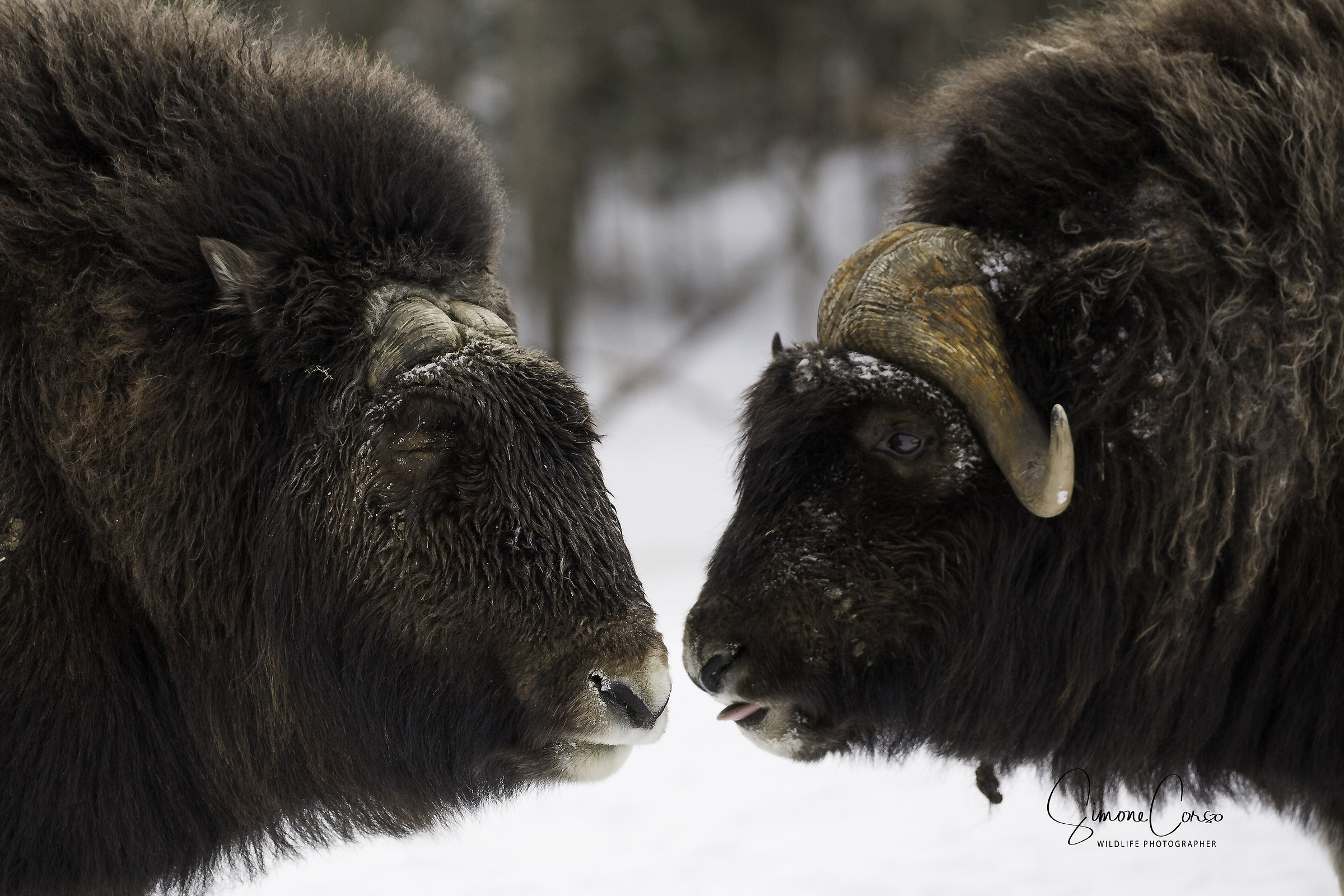 Qualcuno ha l'iniziativa e Qualcuno medita