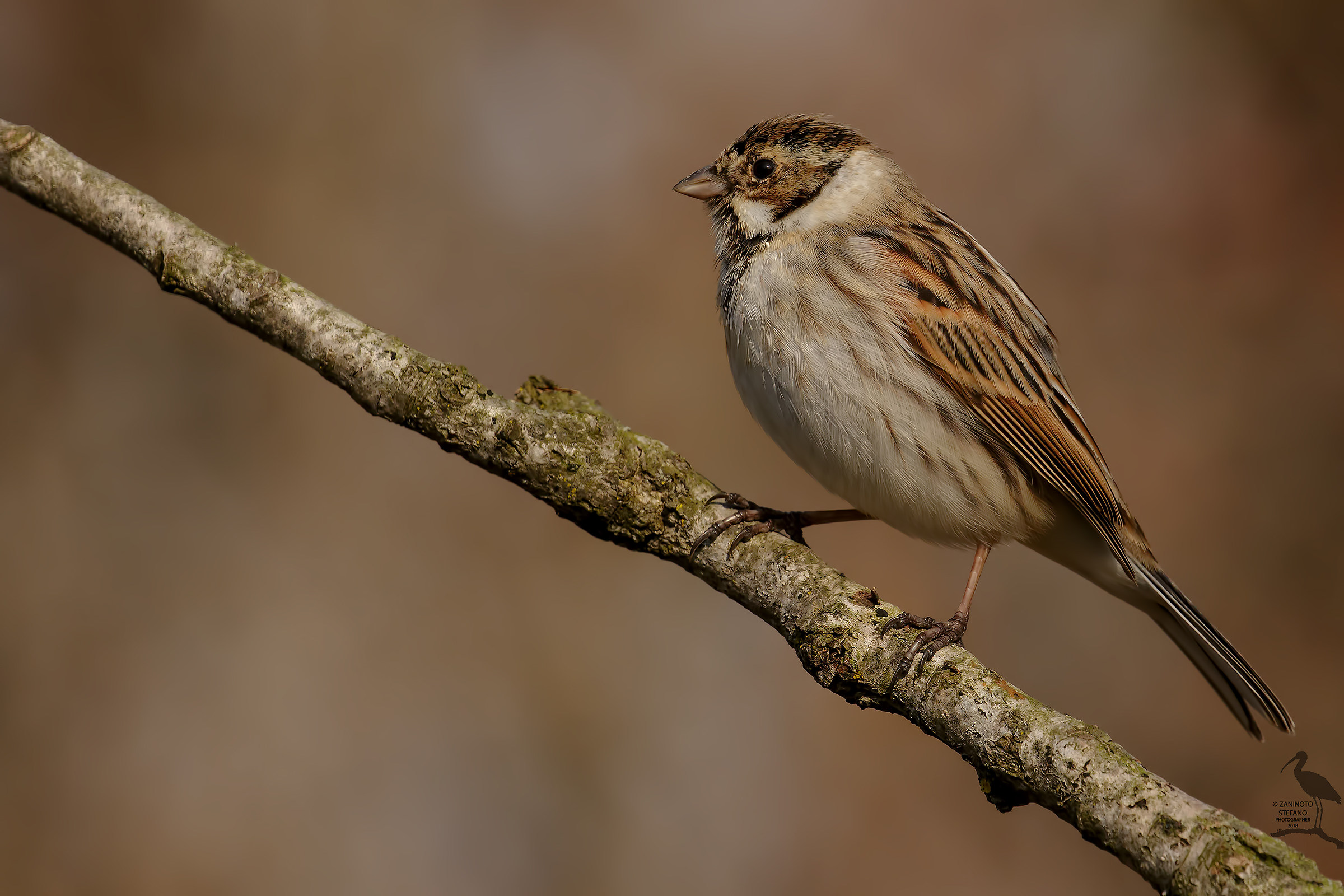 Migliarino di palude