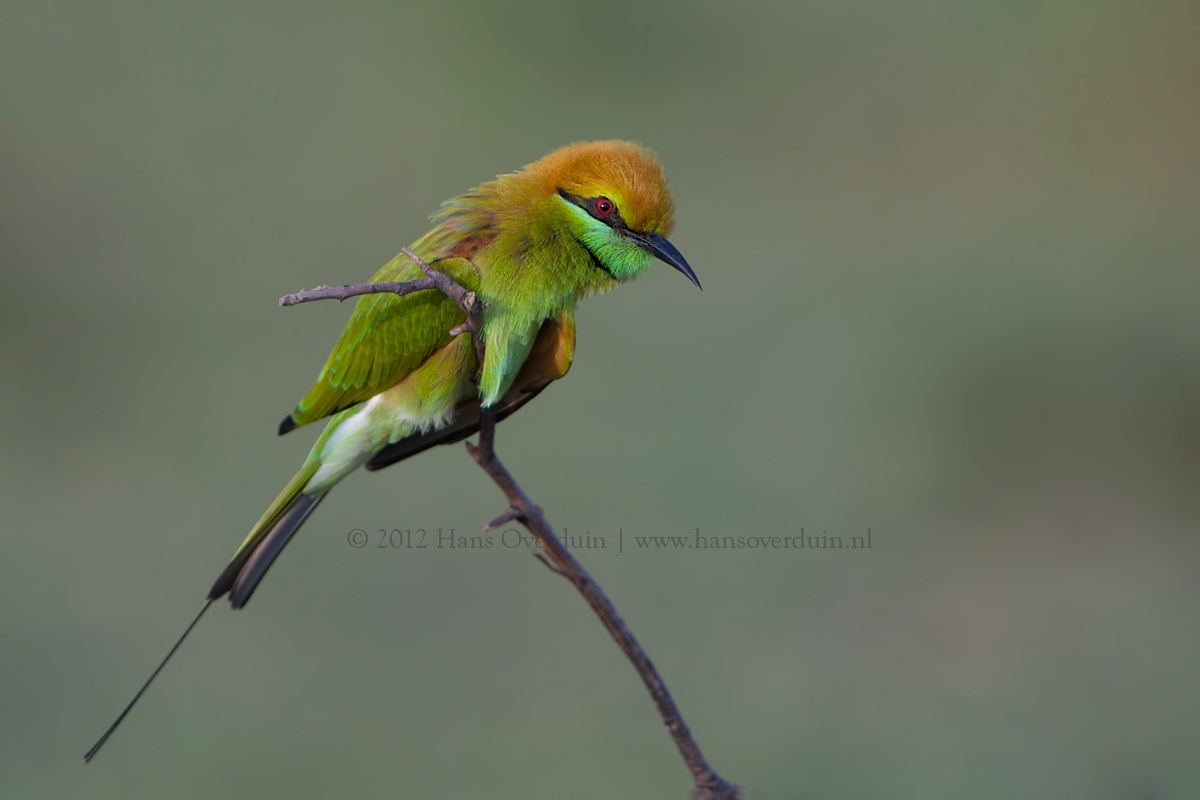 Little Green Bee-eater