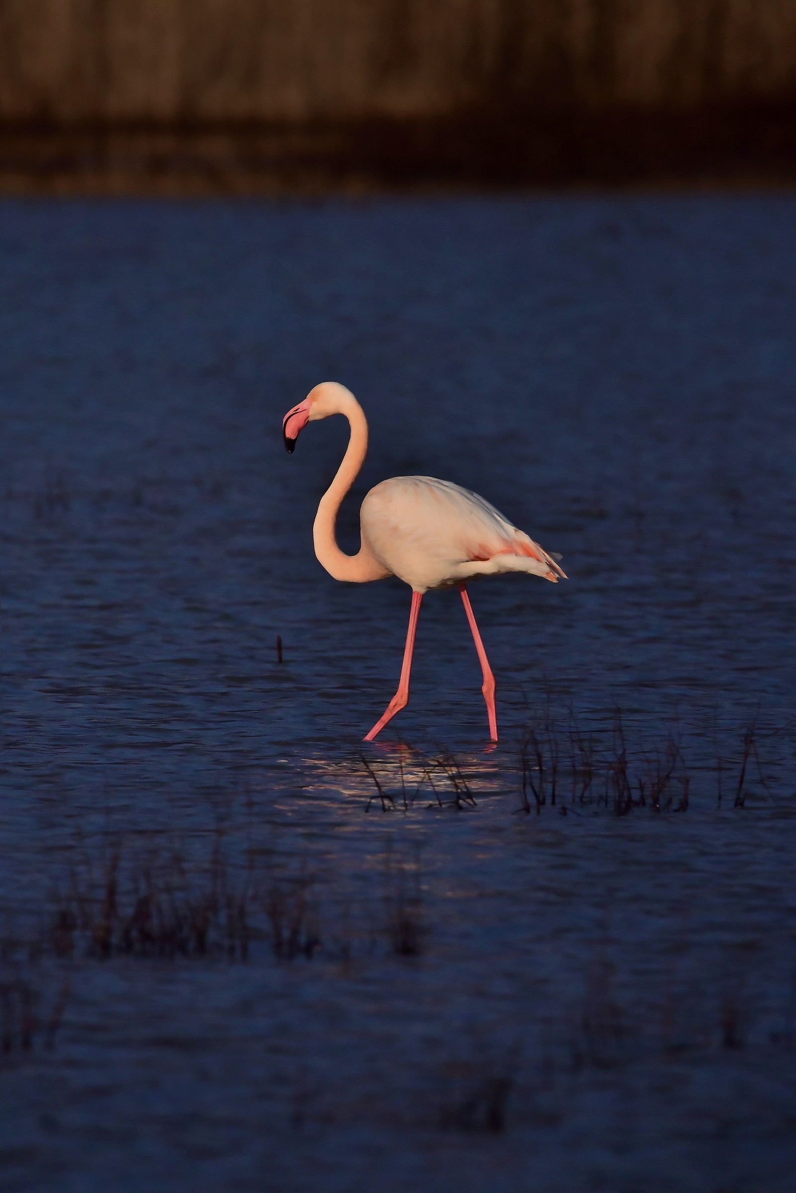 Fenicottero rosa al tramonto