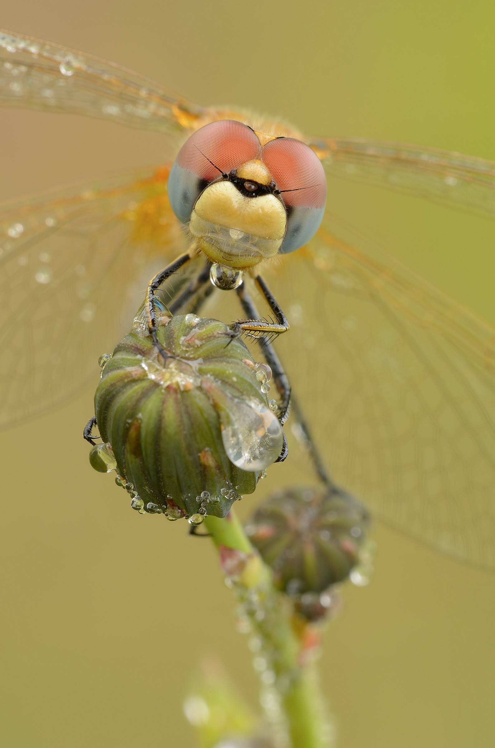 Look of Sympetrum ...