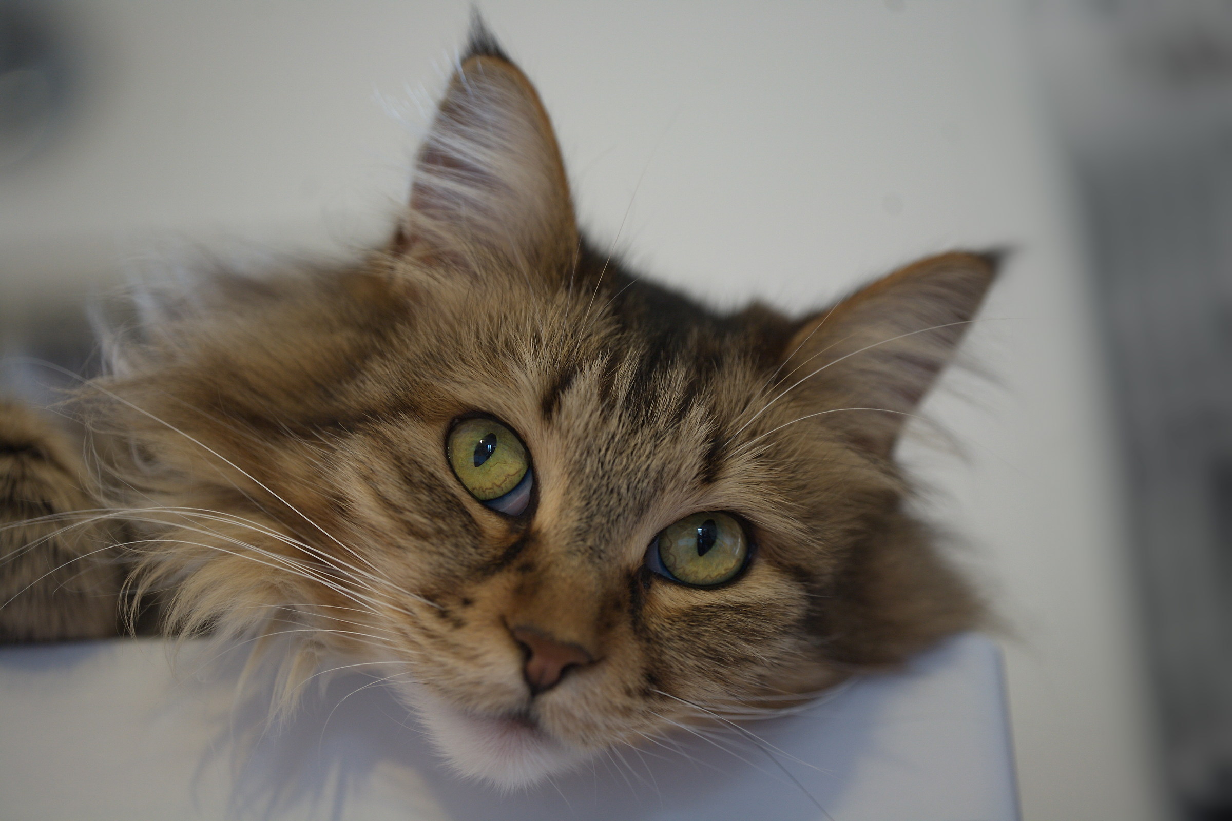Kira likes to model from above the fridge ..